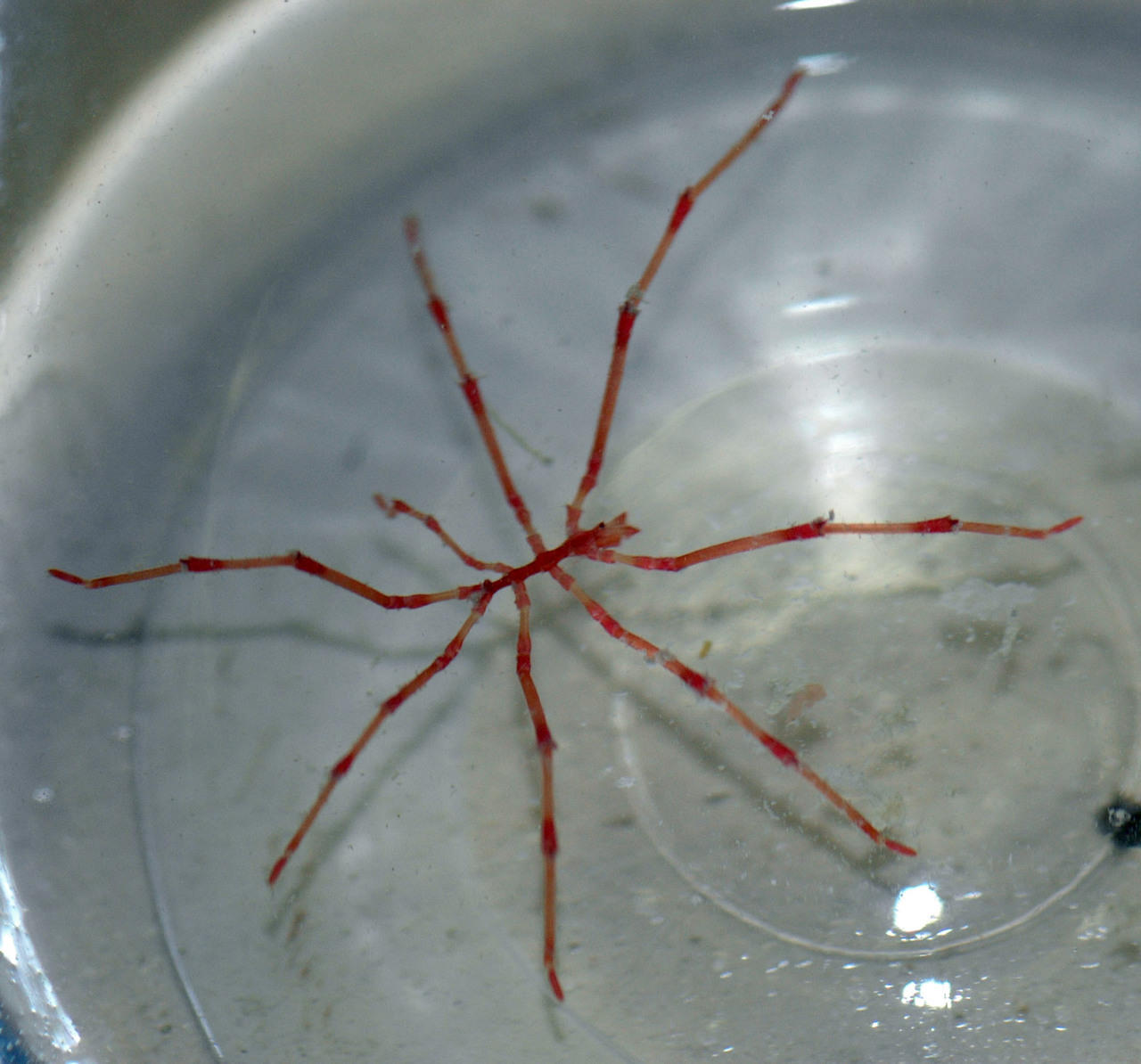 "Red Spider Crab - Small", Aquarium Depot