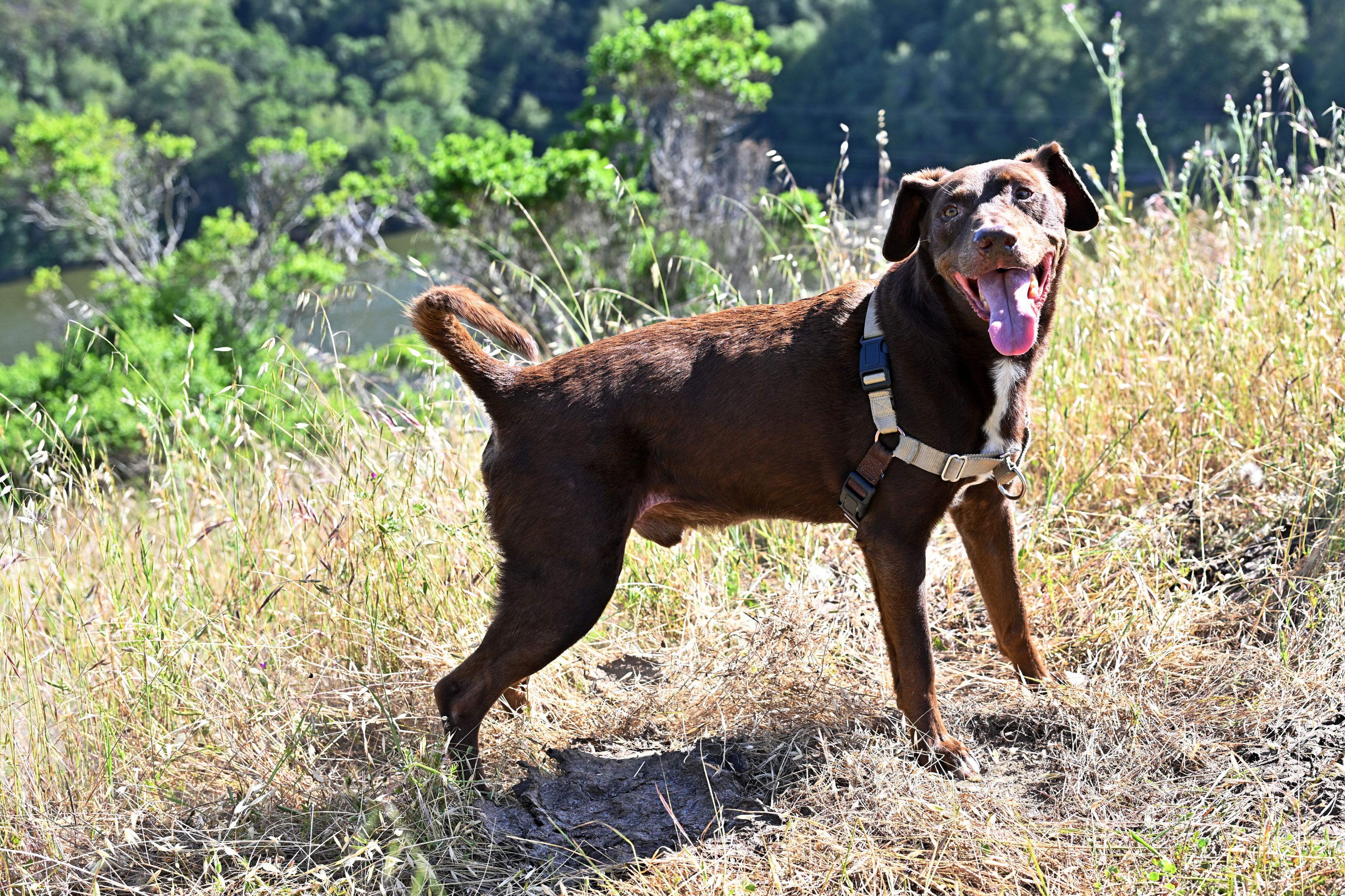 Our sweet Remi, on a hike in May 2023.