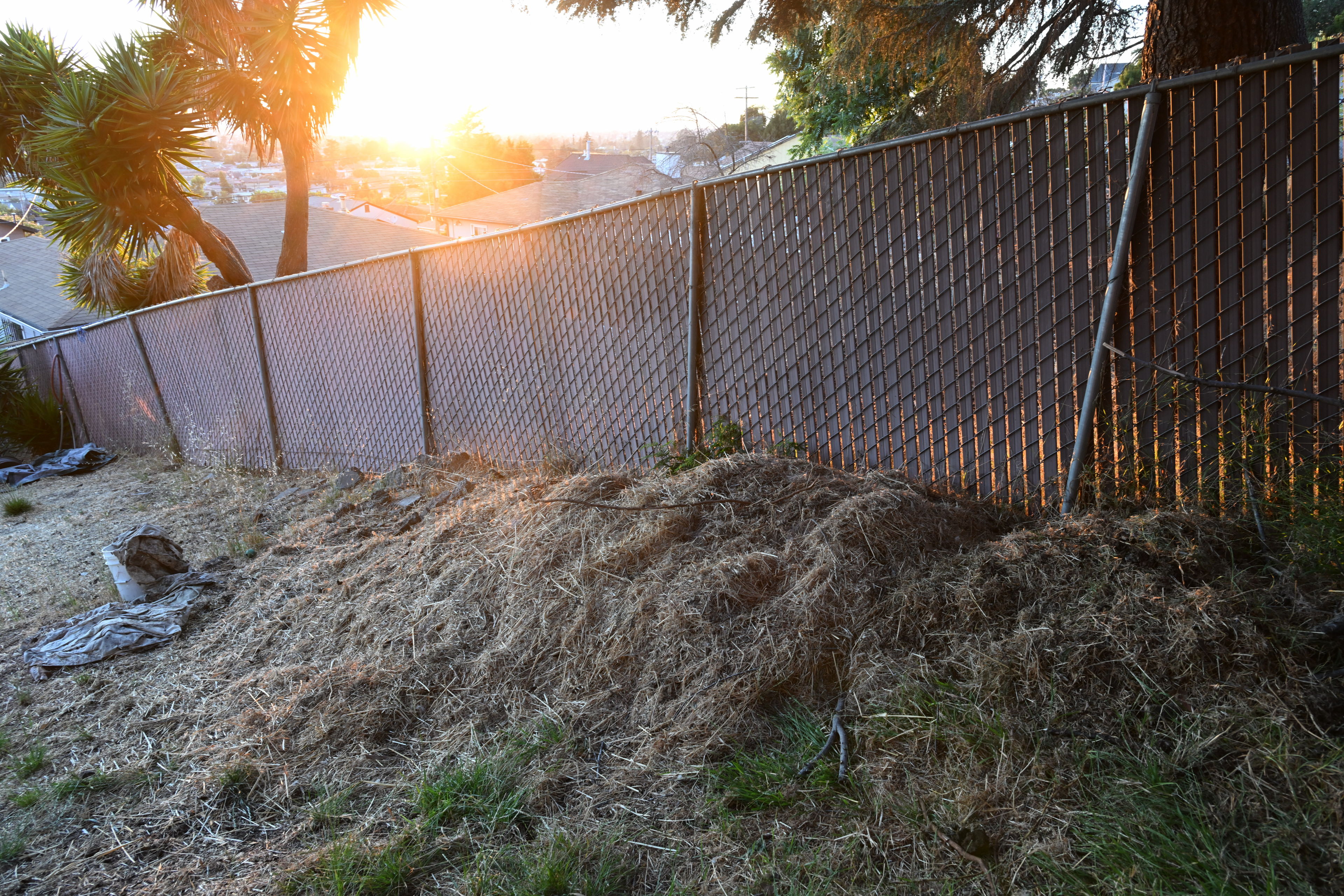 That small indentation on the right side of this pile of grass is where Remi carved out a little resting place Friday afternoon so he could lie in the sun. (This photo was taken the next day though.)