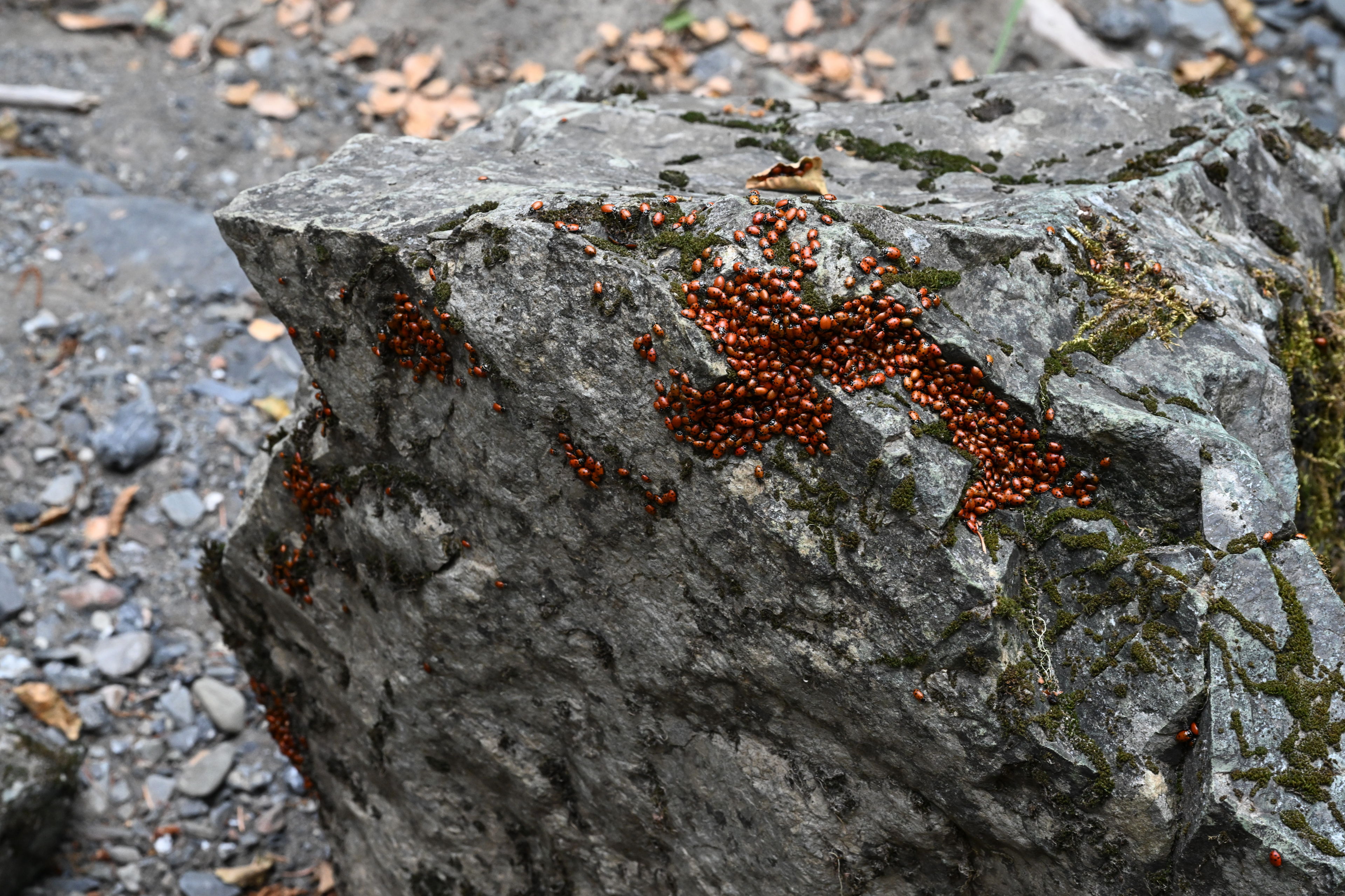 We came upon tons of ladybugs clustered around the ends of logs and rocks on the Deafy Glade Trail, 8W26, in Mendocino National Forest.