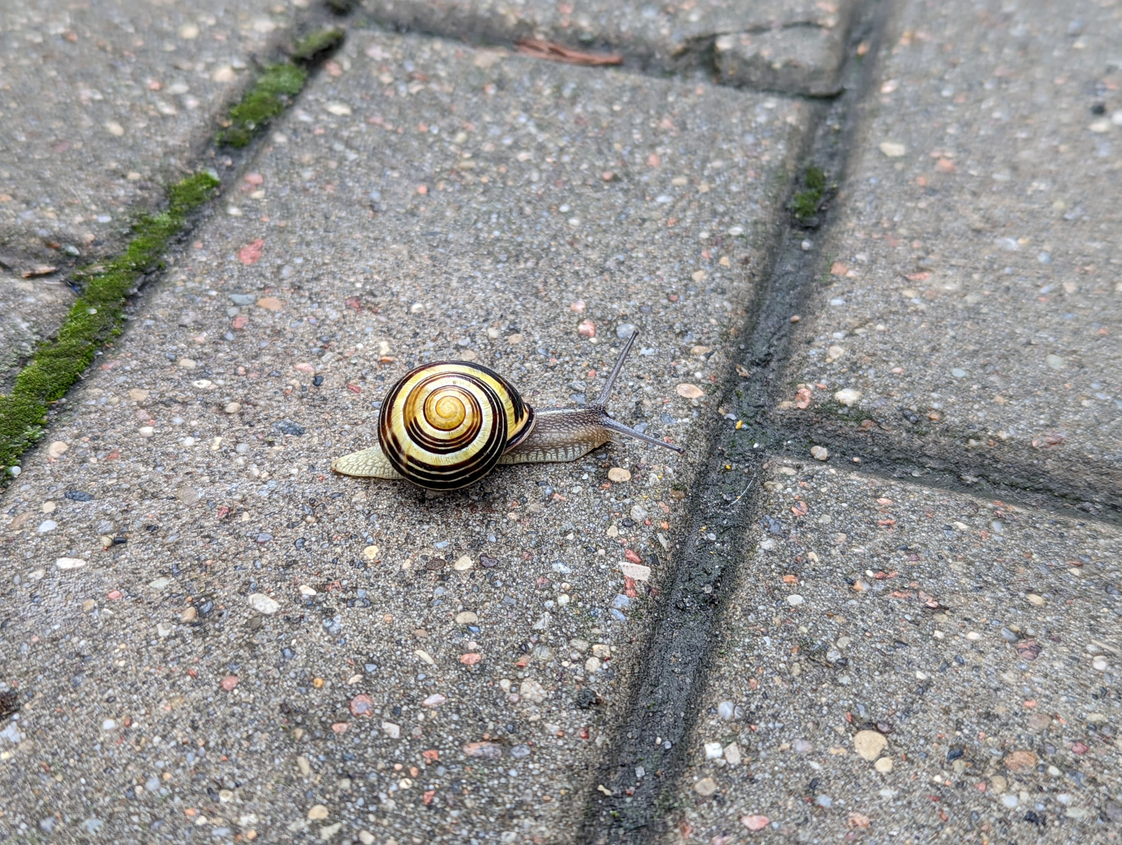 Saturday it rained a bit before and during my run. The snails here are pretty cool!