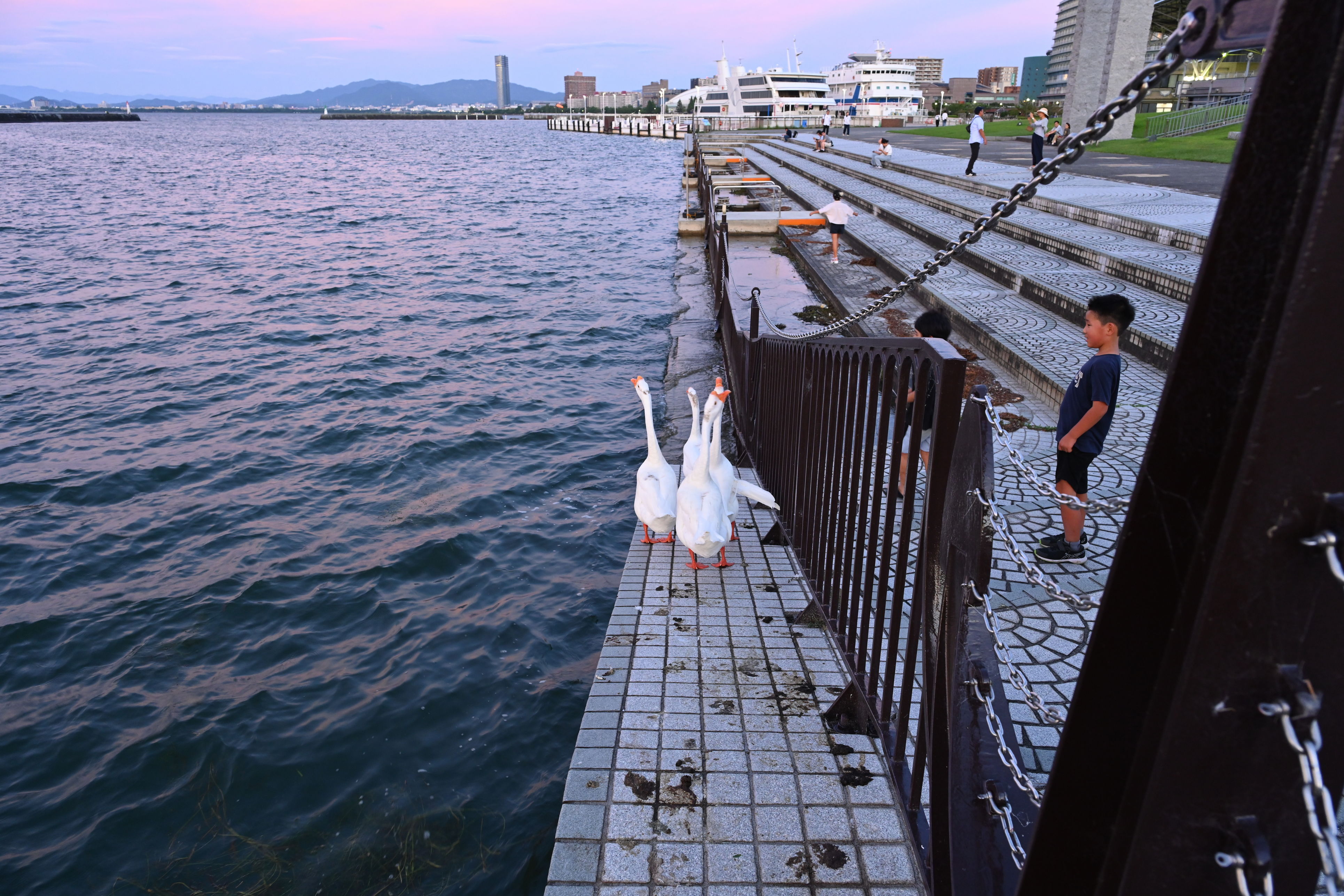 There were some angry "Chinese geese" begging for food through the bars of this railing at the Otsu Port Marina on Lake Biwa in Shiga Prefecture, Japan.