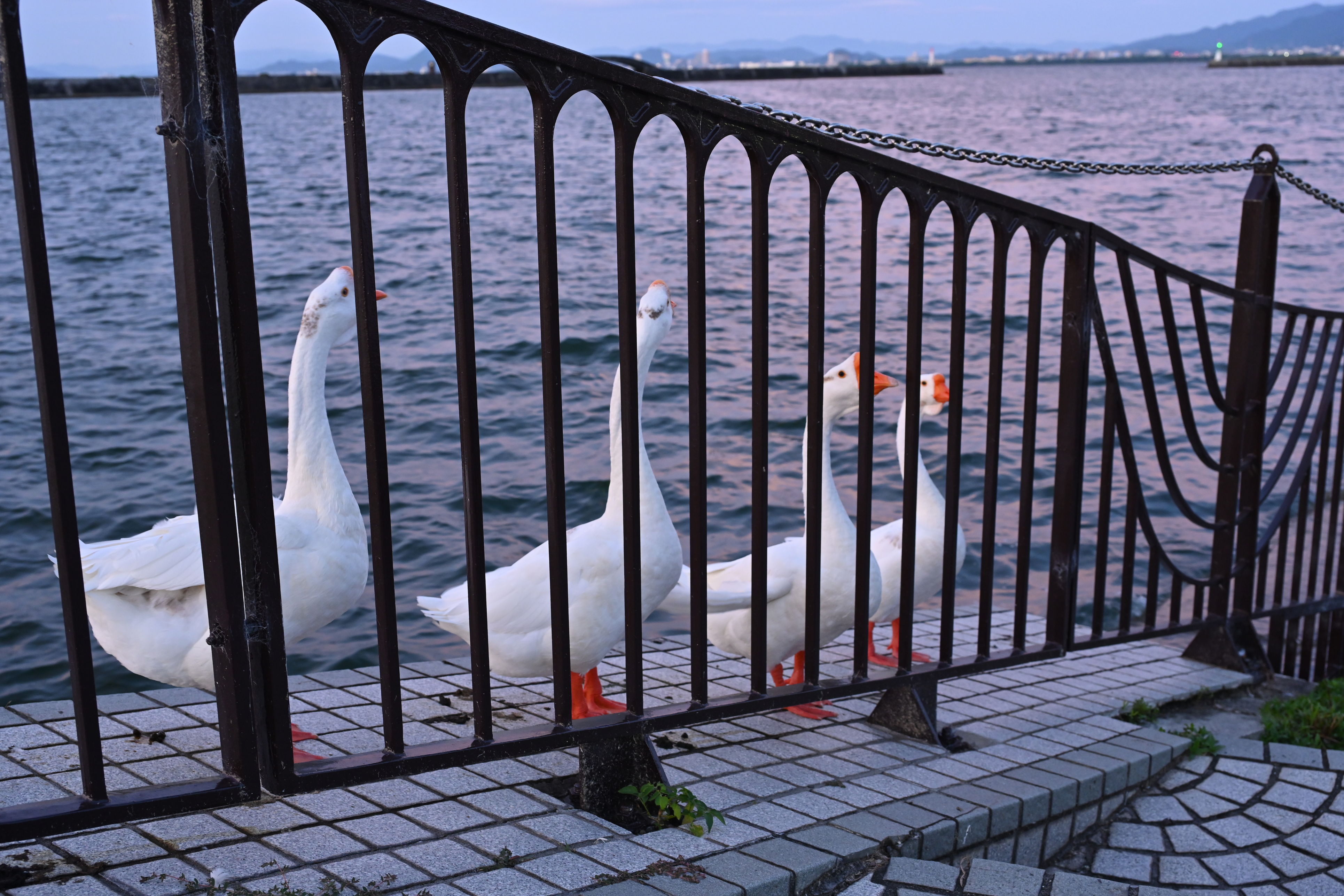 There were some angry "Chinese geese" begging for food through the bars of this railing at the Otsu Port Marina on Lake Biwa in Shiga Prefecture, Japan.