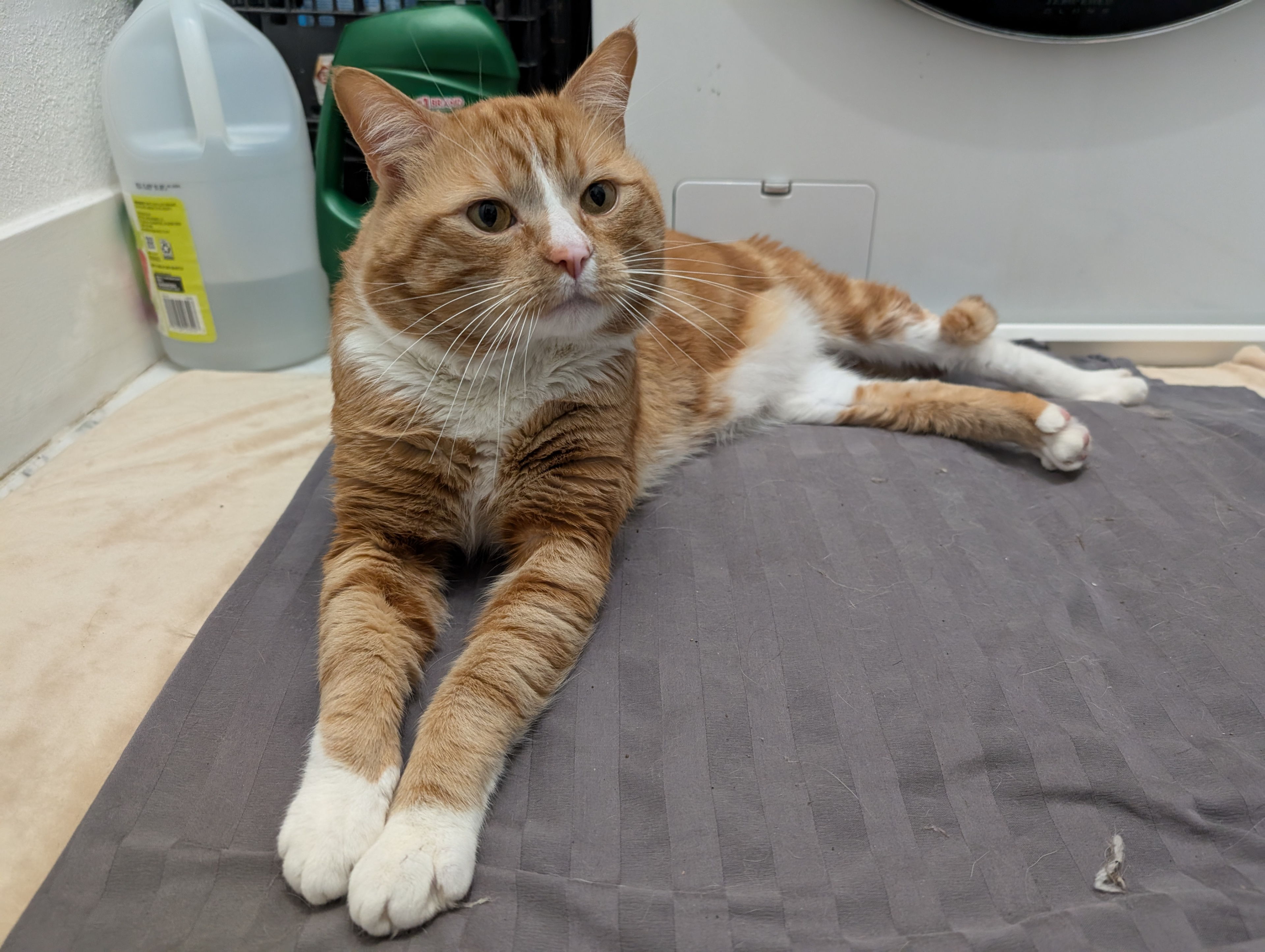 A male cat I found in a carrier abandoned on a sidewalk near the bus stop.