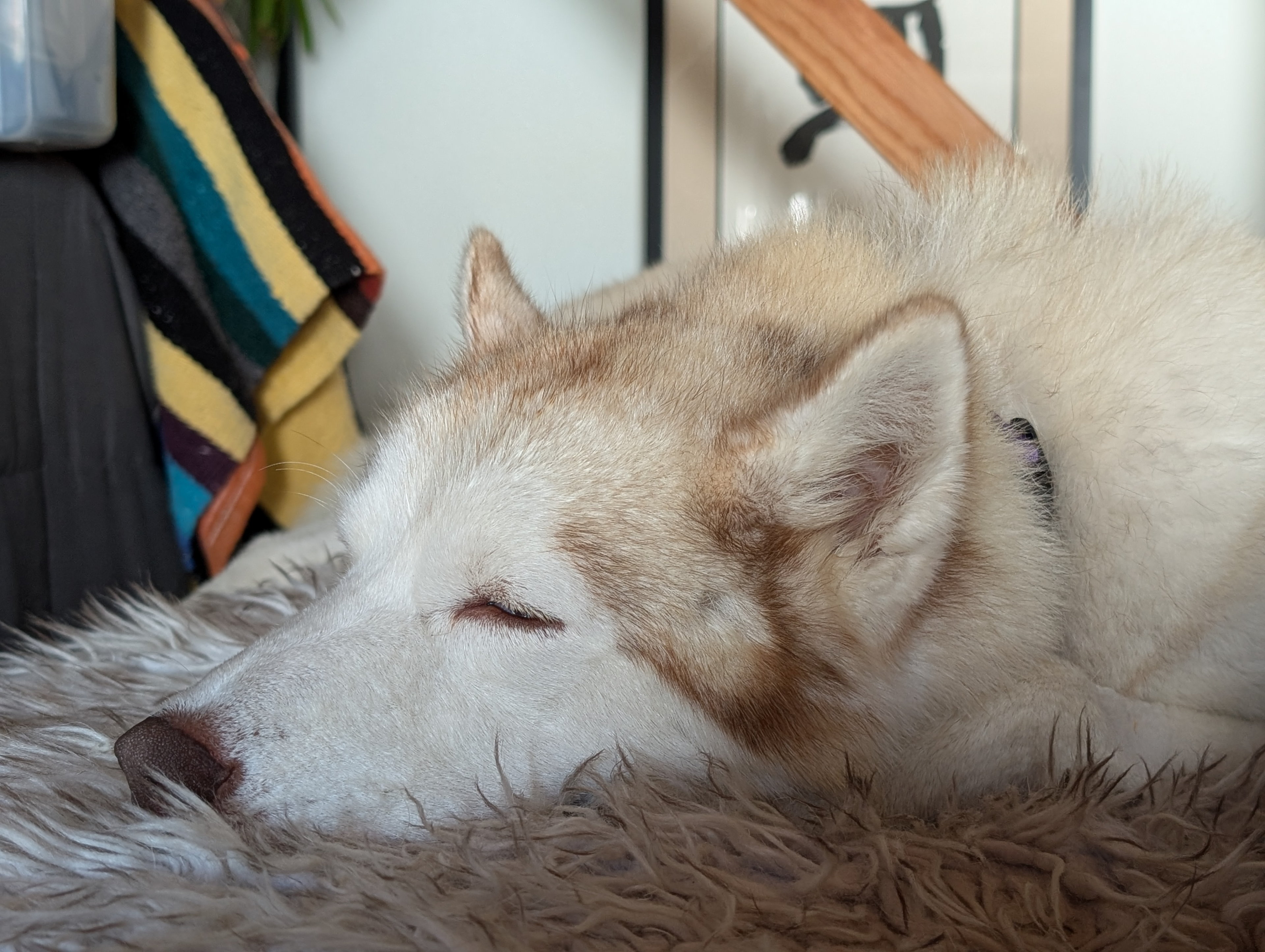 Winter resting while I study on the dog couch.