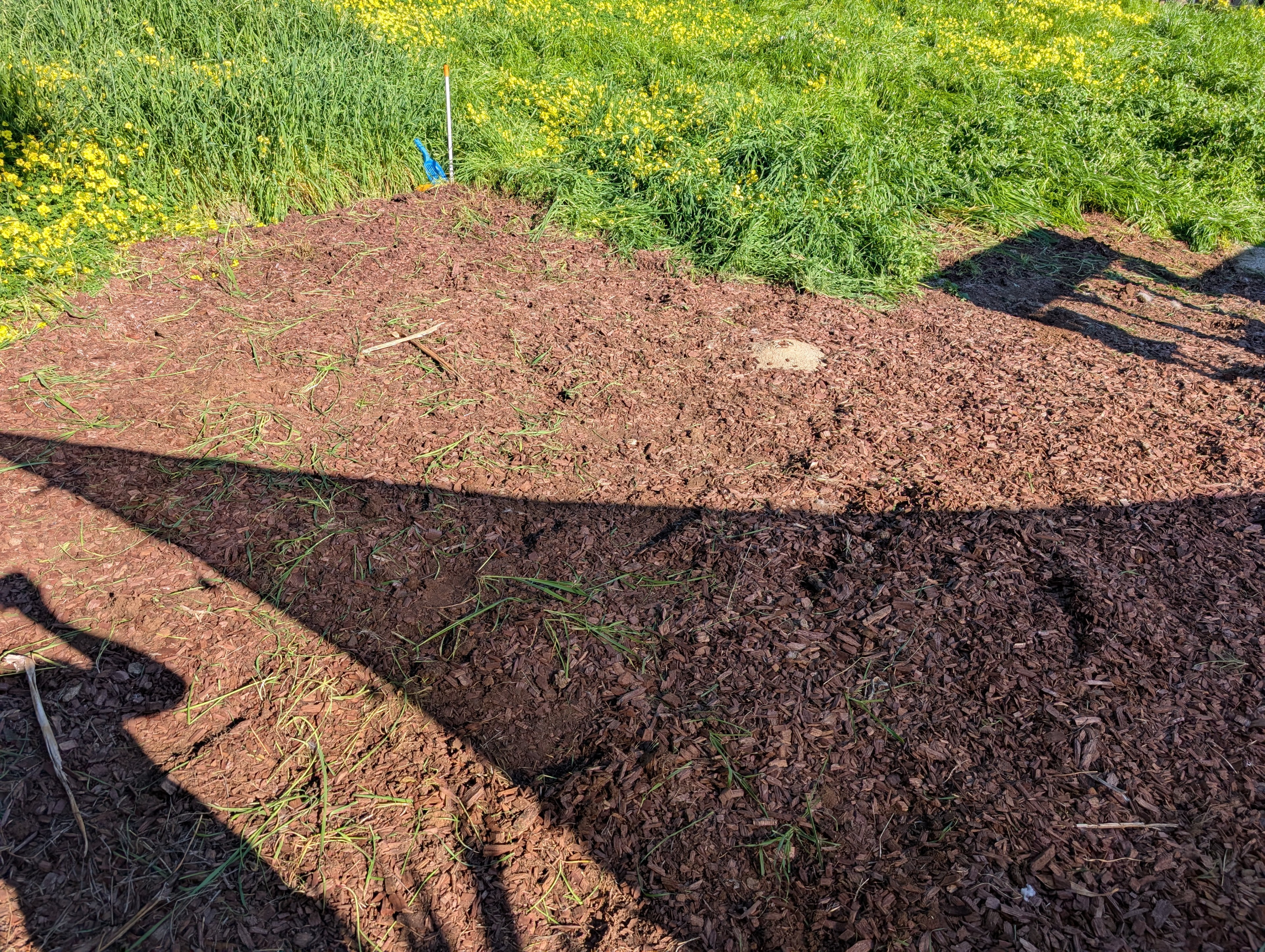The sloped area where I put wood chips the year prior, but had since overgrown with grass, after I manually pulled out the grass.