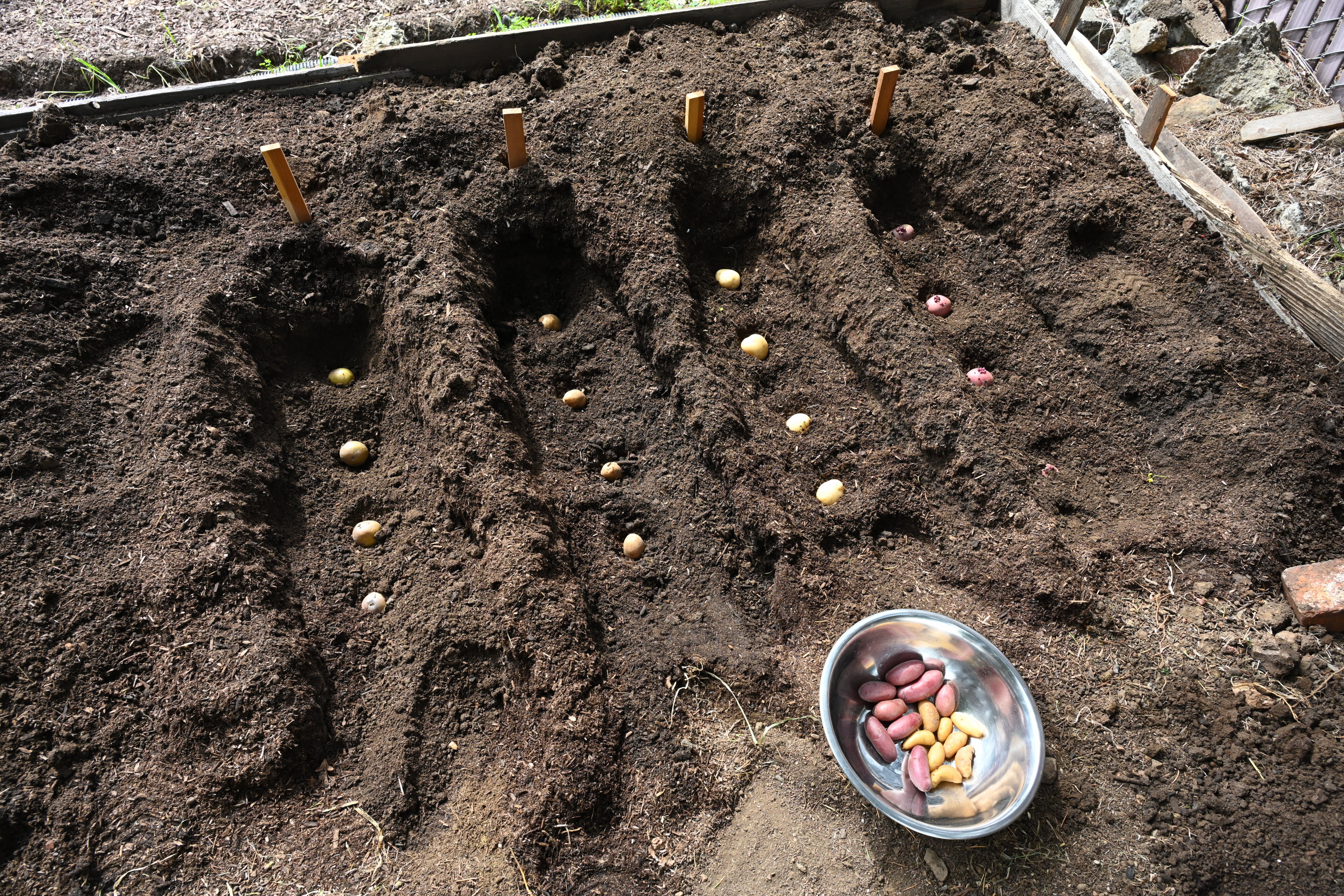 Planting potatoes.