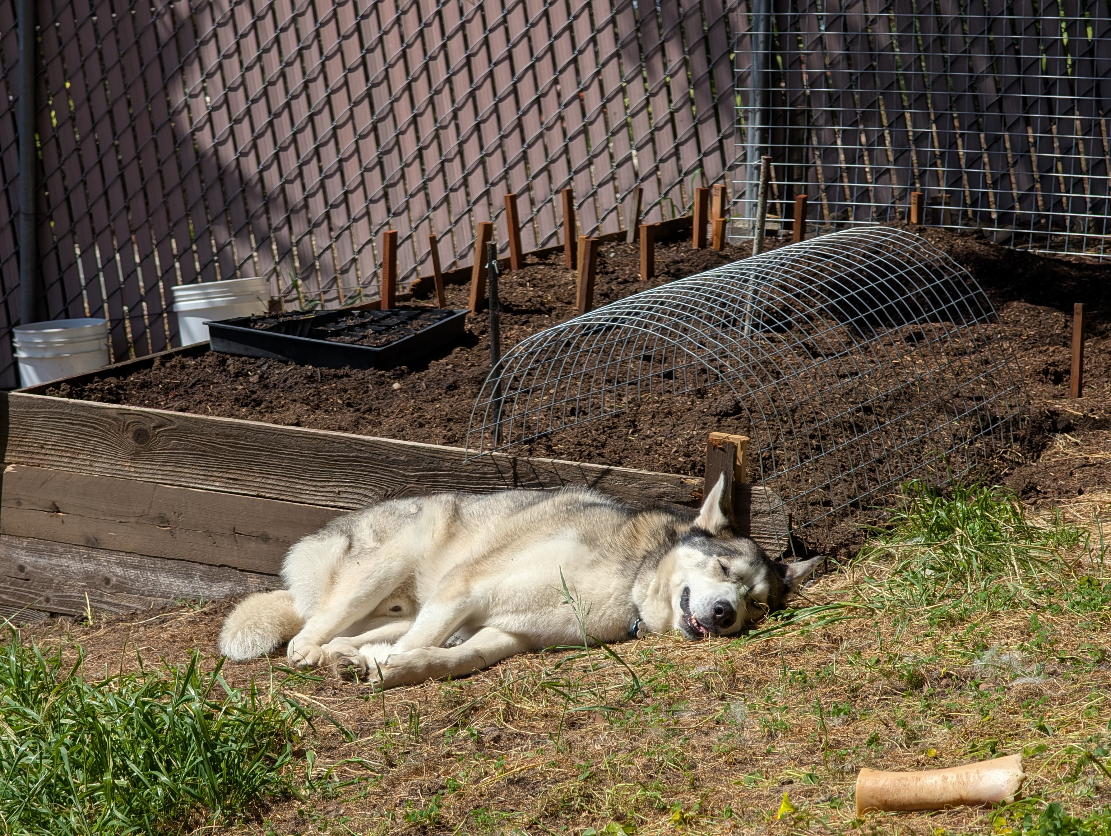 Ruffie sleeping in the sun next to the garden.