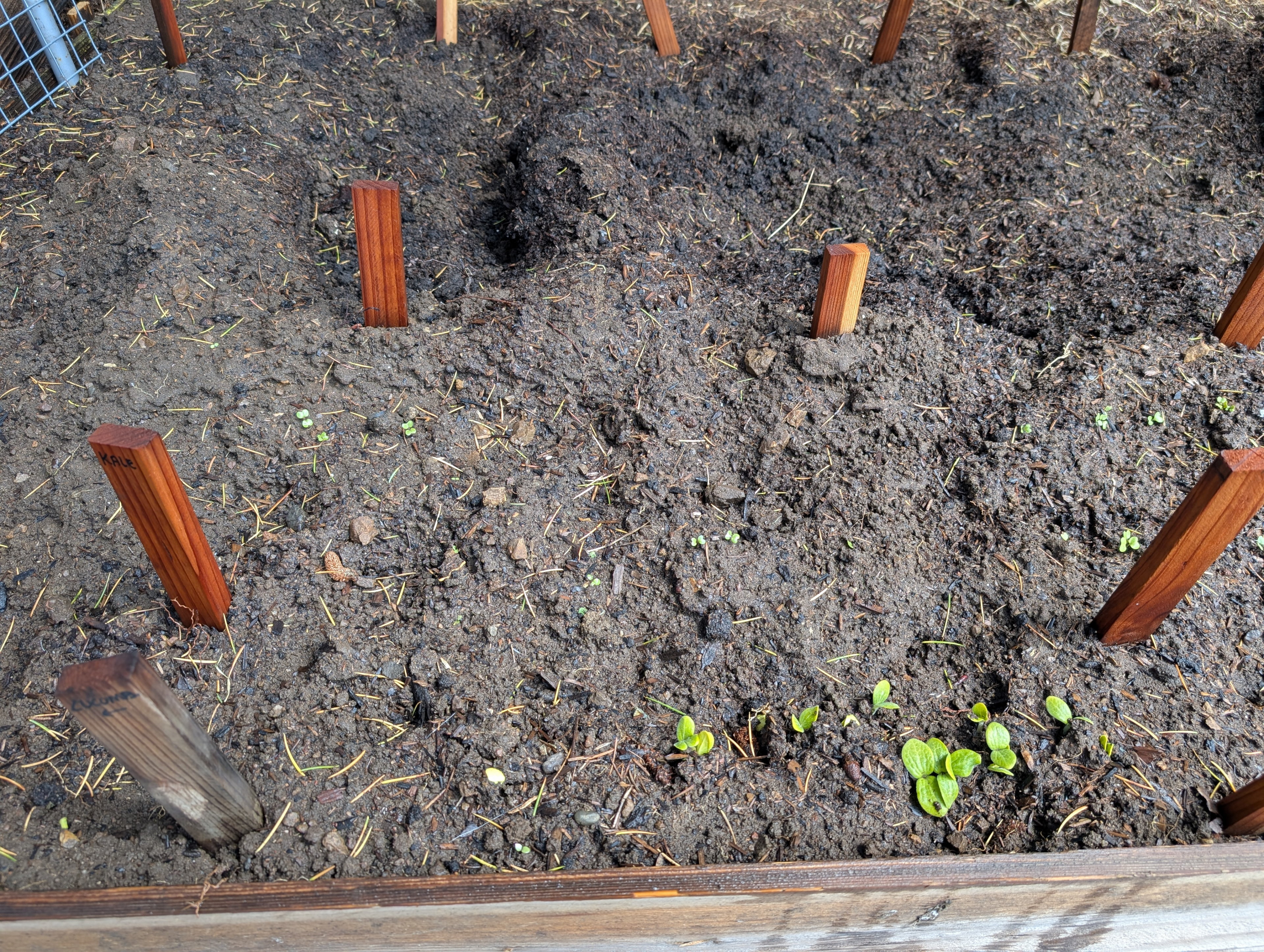 Garden status 2025-04-18: The kale and butter nut and acorn squash are sprouting.