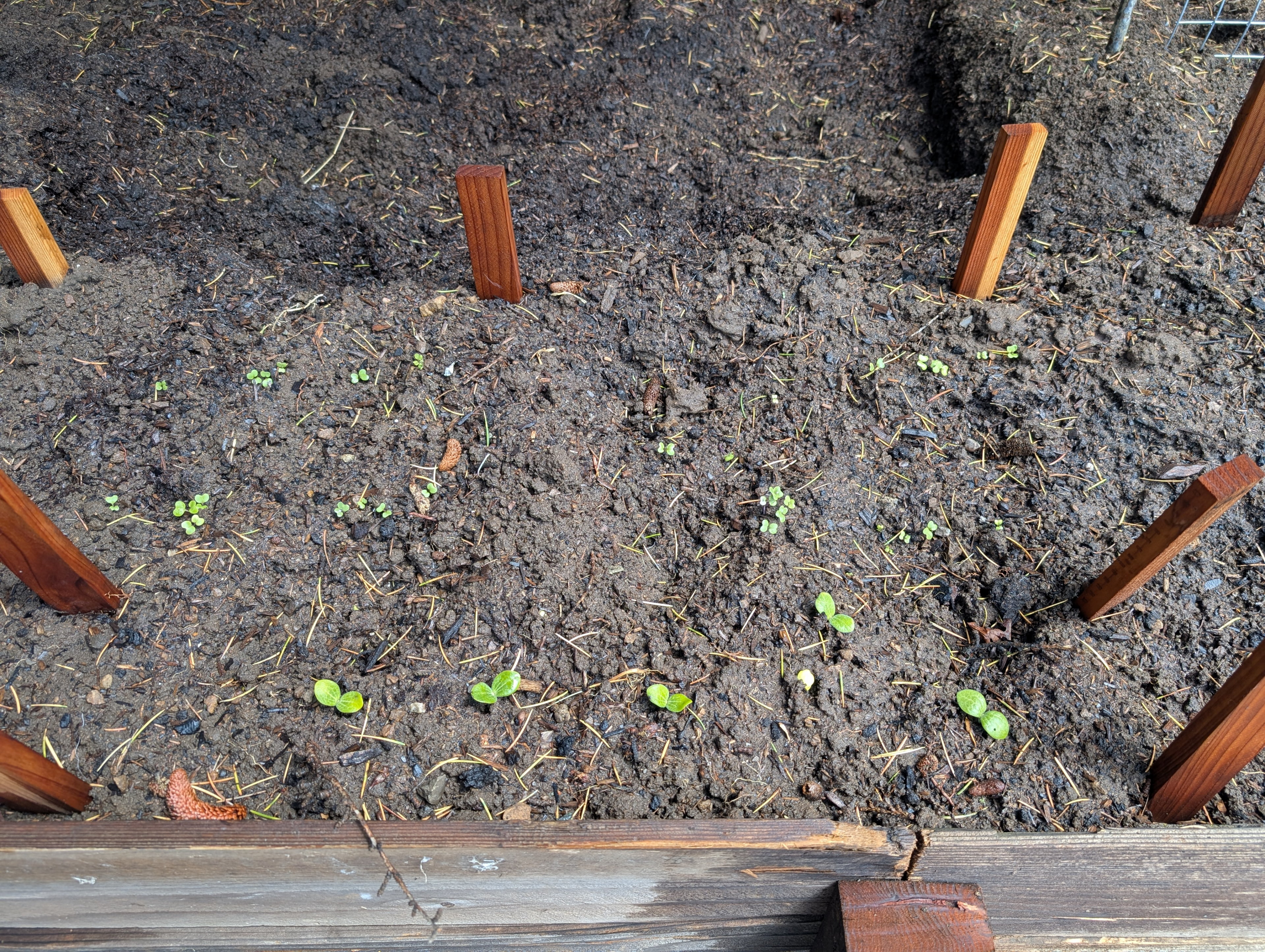 Garden status 2025-04-18: The kale and butter nut and acorn squash are sprouting.