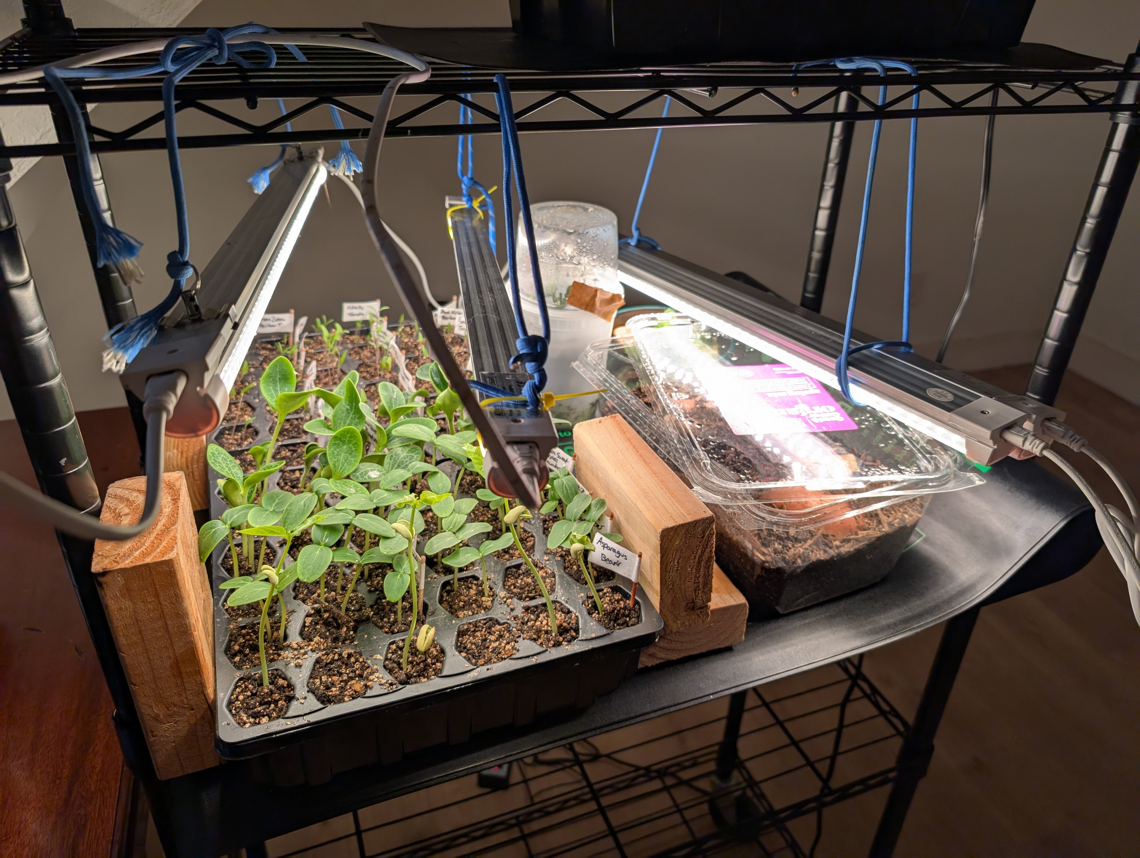 Garden status 2025-04-20: My first indoor seed starting setup is pretty janky, but seems to work. I've got tomatoes in the back and various beans in the front, and sweet potatoes in the salad container.