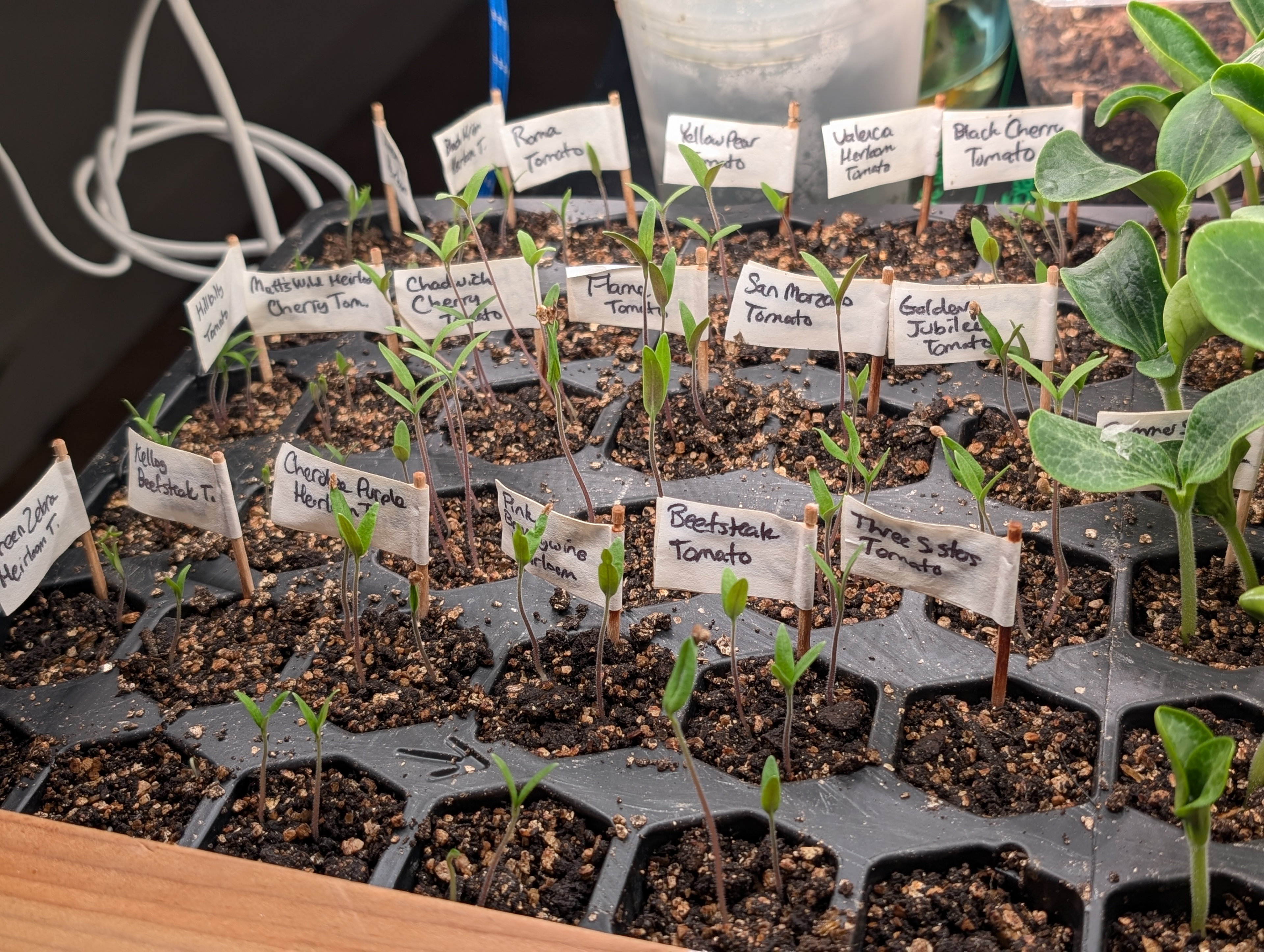 Garden status 2025-04-20: Tomato seedlings at 7 days.