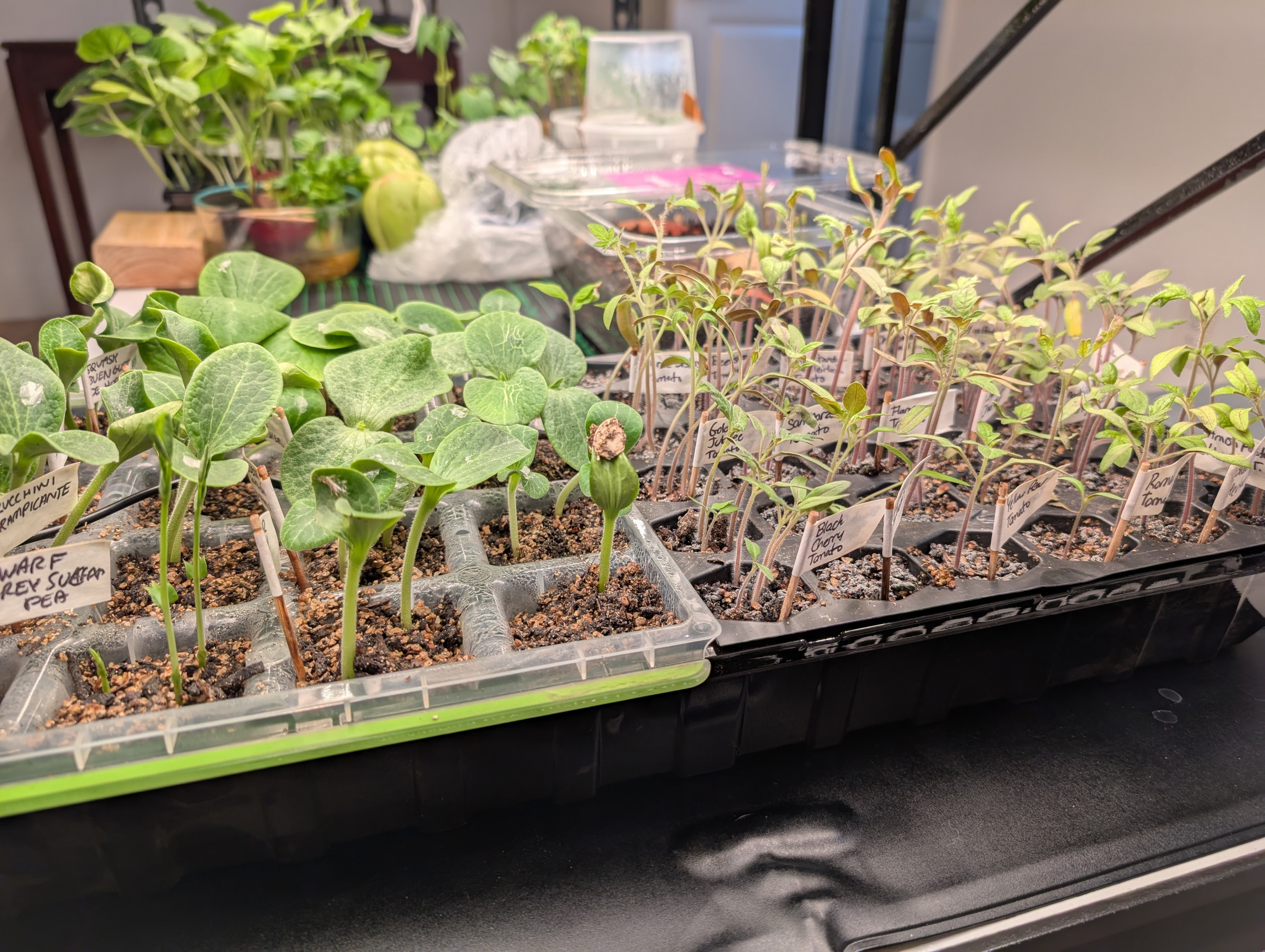 Garden status 2025-05-04: Tomatoes at 22 days.
