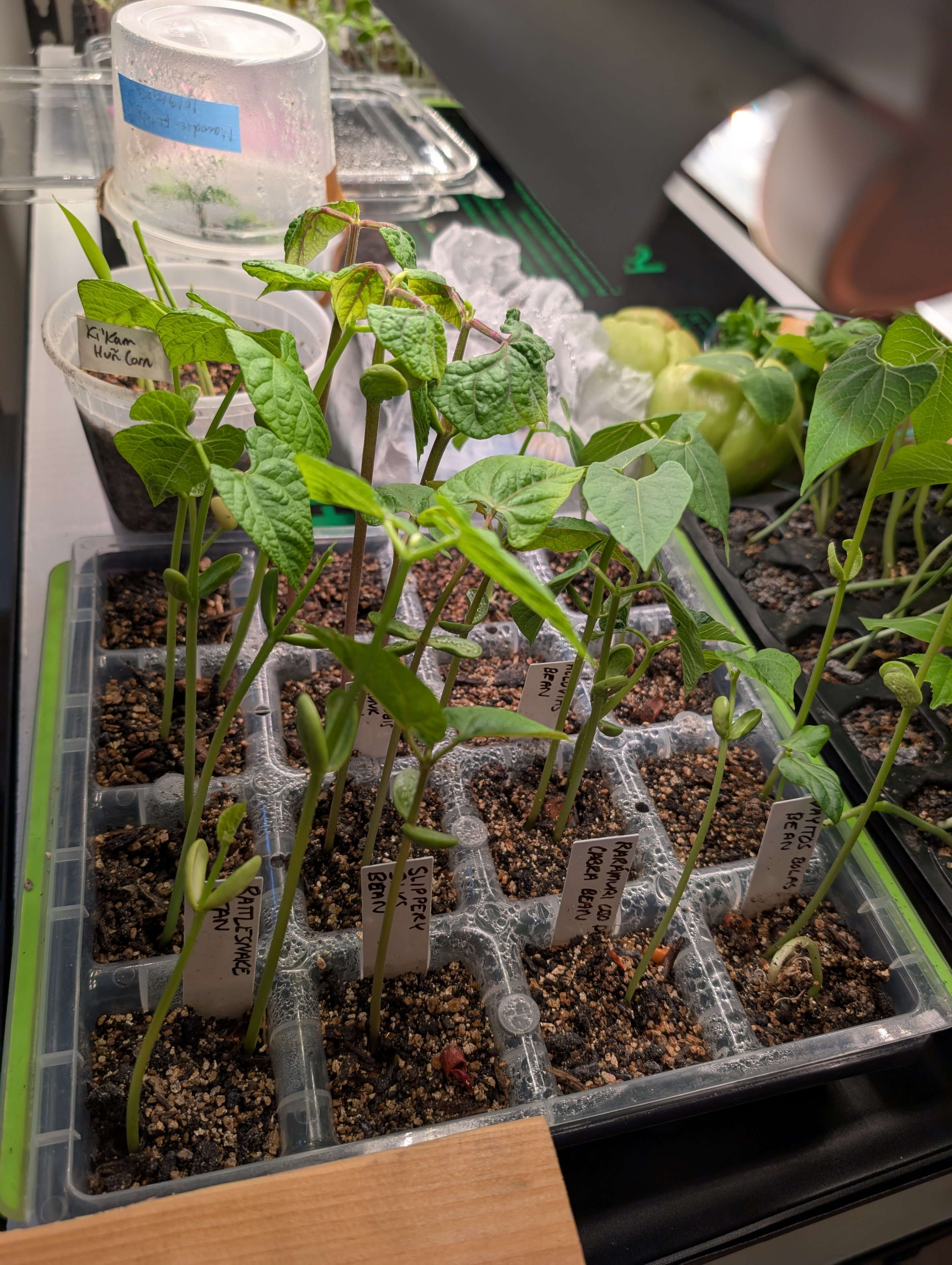 Garden status 2025-05-04: These beans are 26-ish days old.