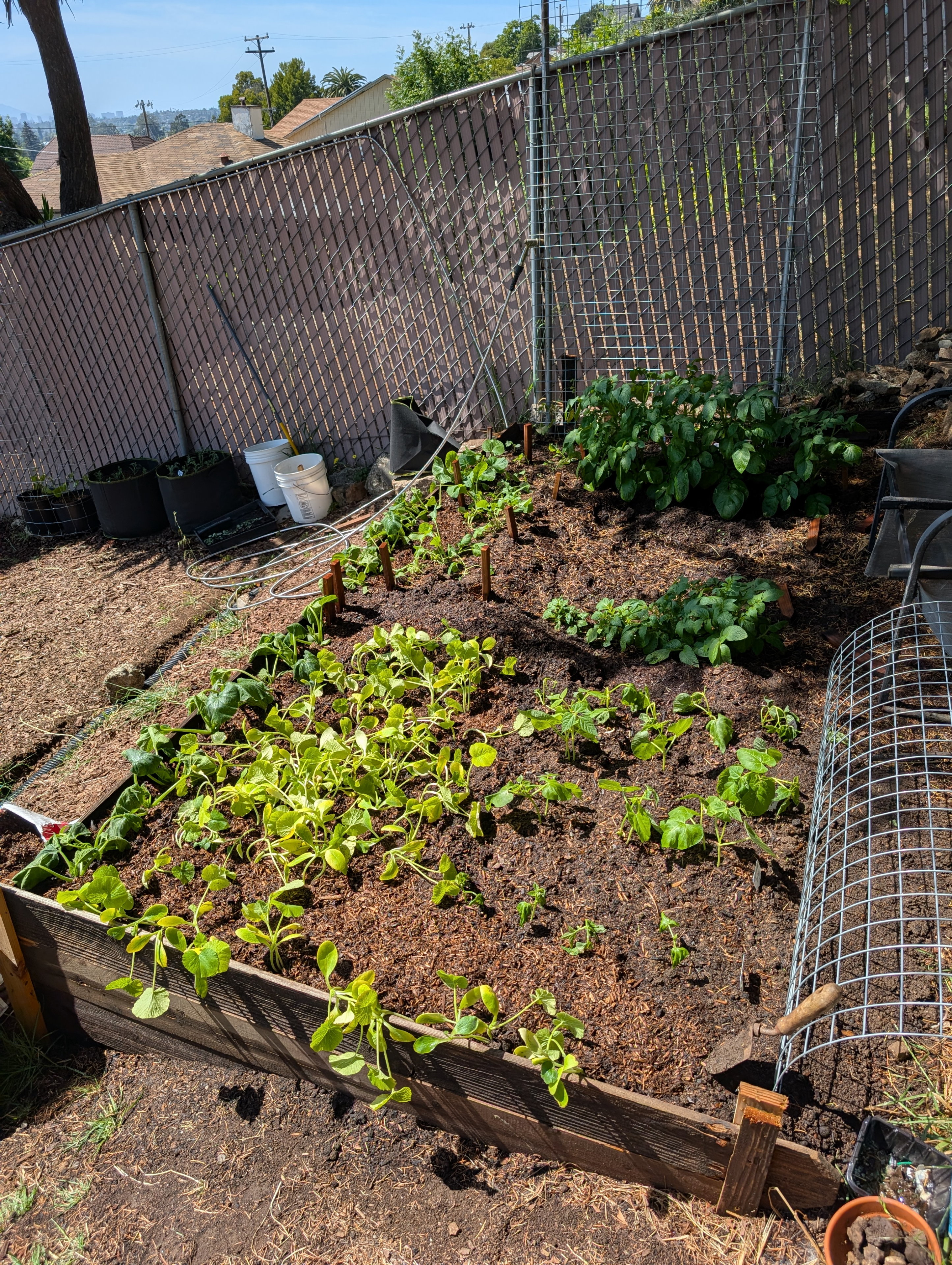 Garden status 2025-05-15: These are a whole bunch of pumpkin seeds I planted in trays indoors intending to maybe just eat the leaves. But now I decided to plant them in the bed and see if they'll grow some more before eating the leaves.