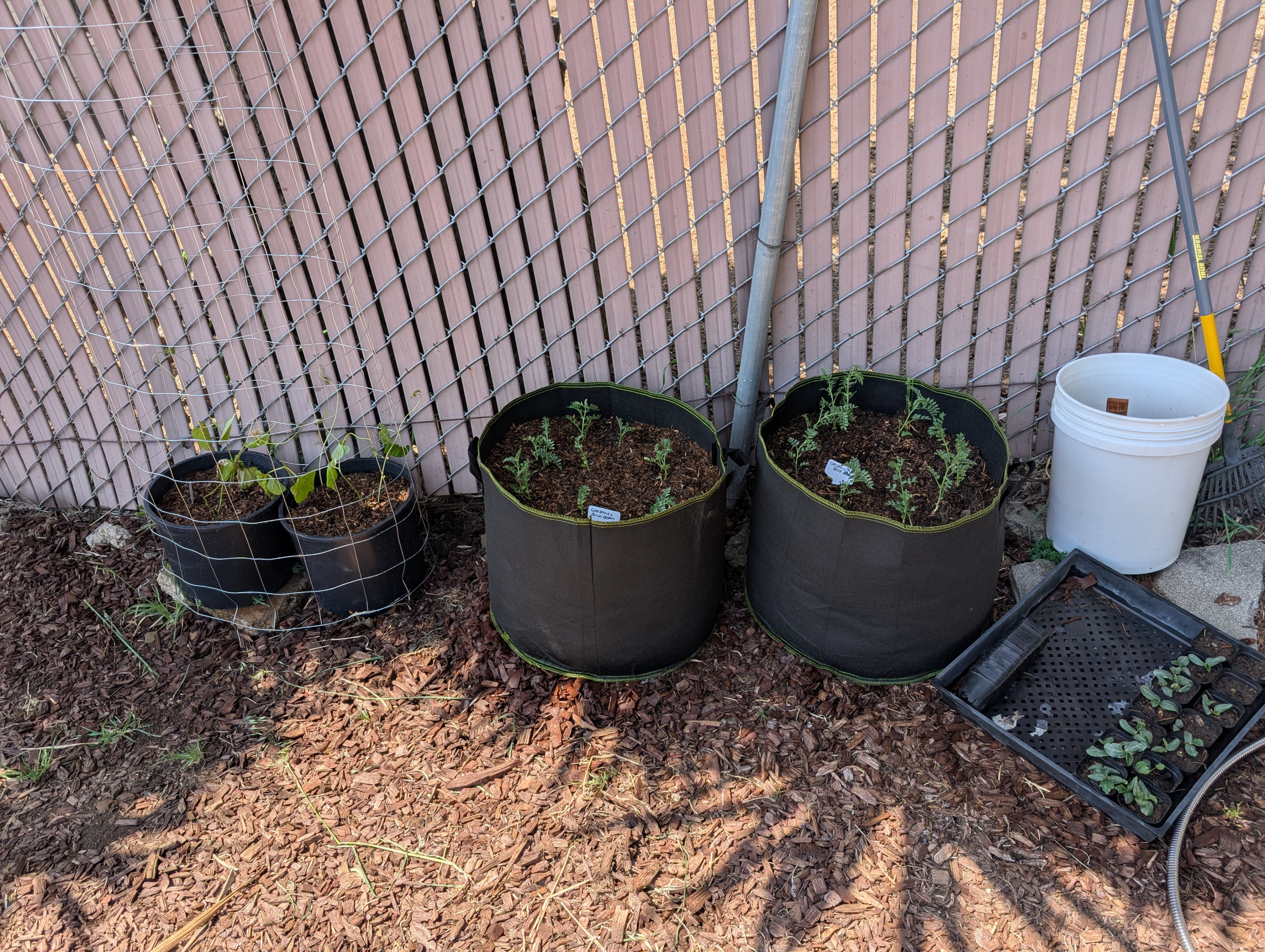 Garden status 2025-05-15: Garbanzo beans are a few inches tall now. I had no idea what to expect these to look like. Pretty cute!