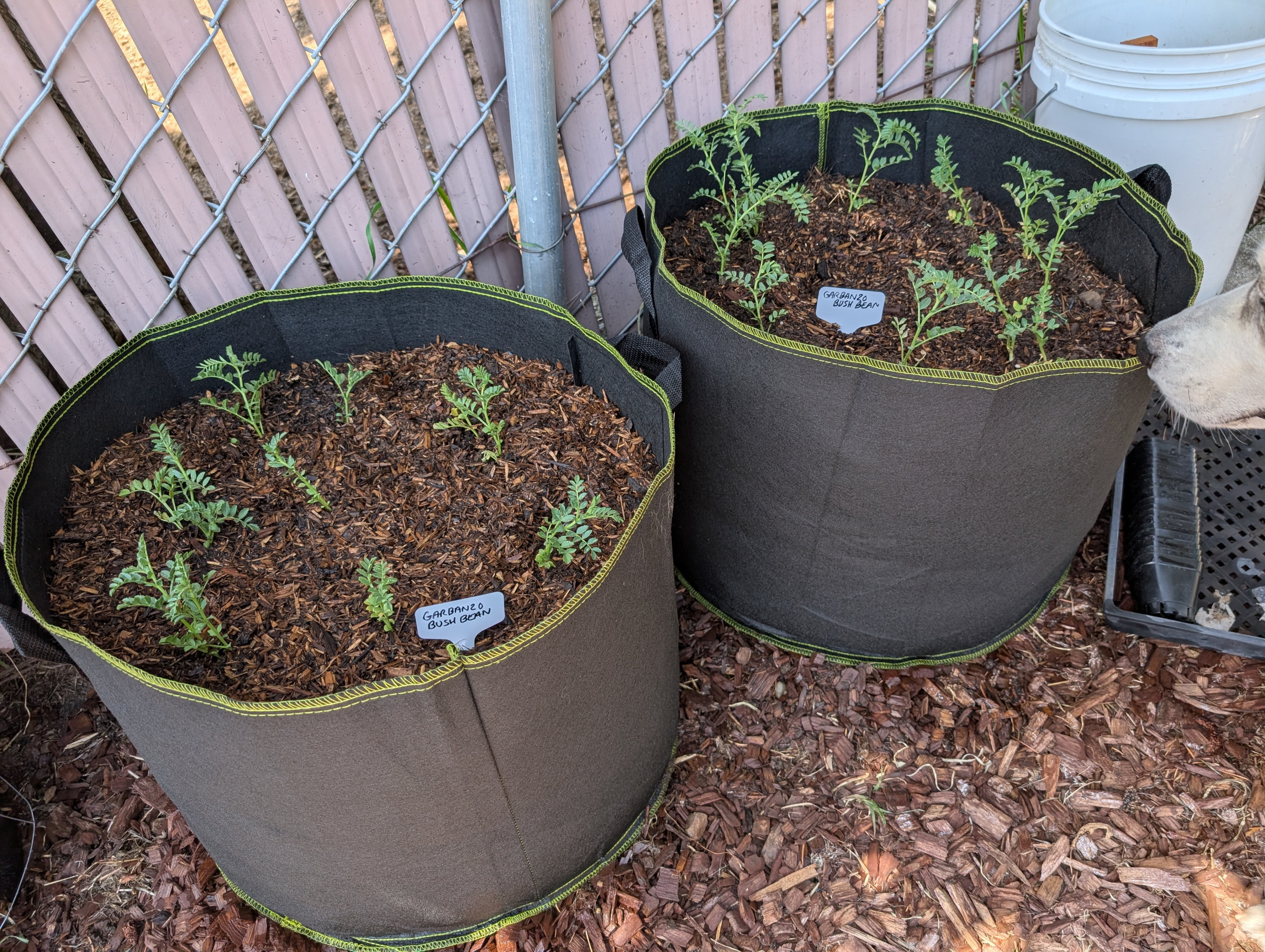 Garden status 2025-05-15: Garbanzo beans are a few inches tall now. I had no idea what to expect these to look like. Pretty cute!