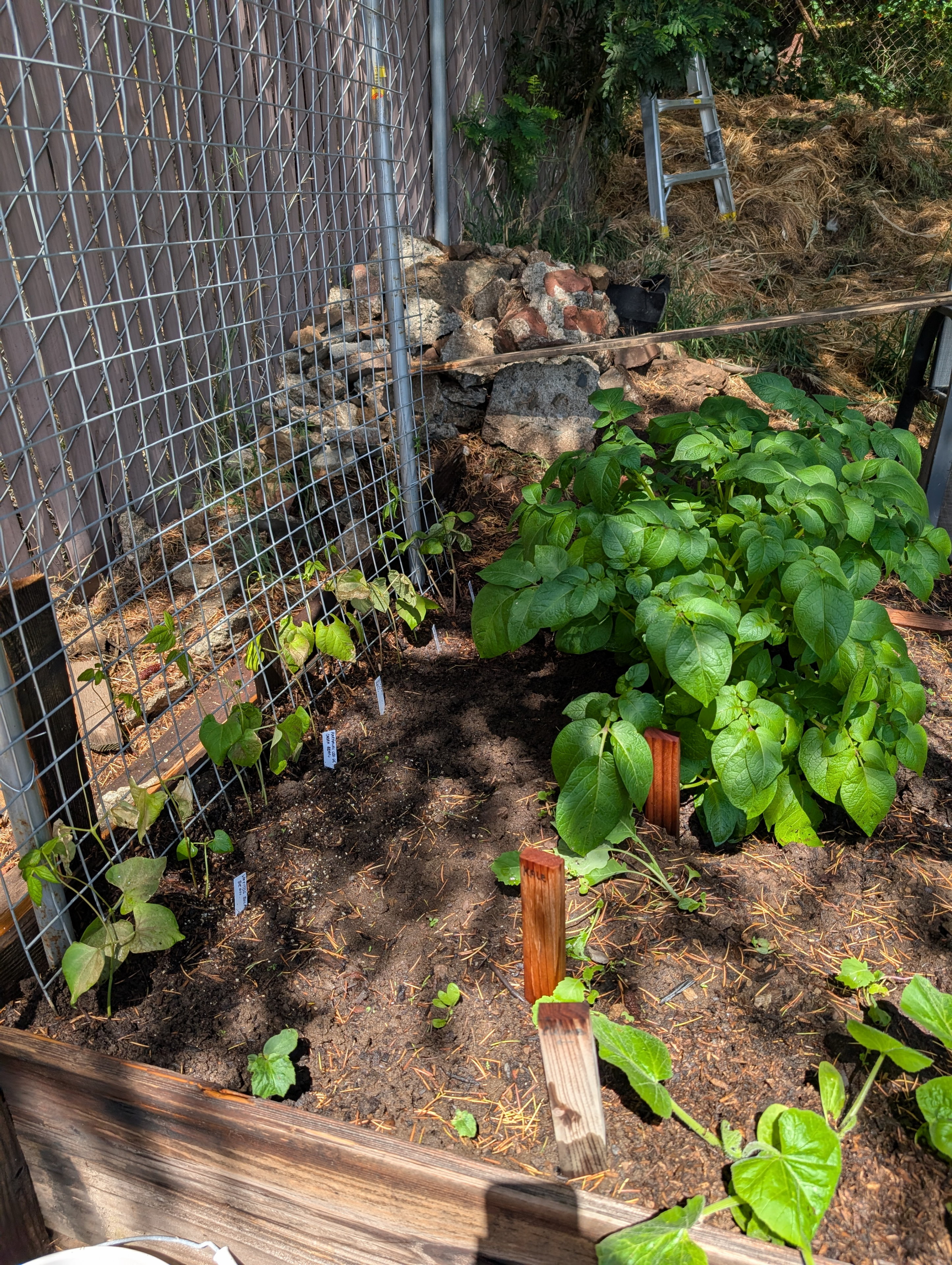 Garden status 2025-05-15: The potatoes are getting pretty big, about 5 weeks after planting them. Beans are just barely growing. Probably should not have tried to transplant them.