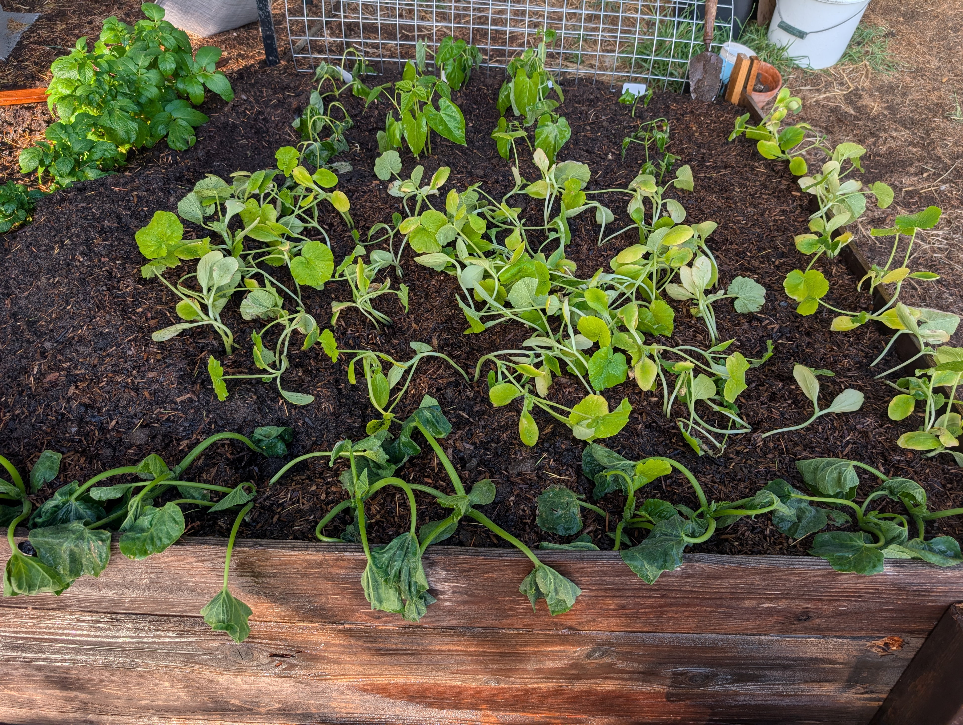 Garden status 2025-05-15: Squash and pumpkins looking kind of sad right after transplant.