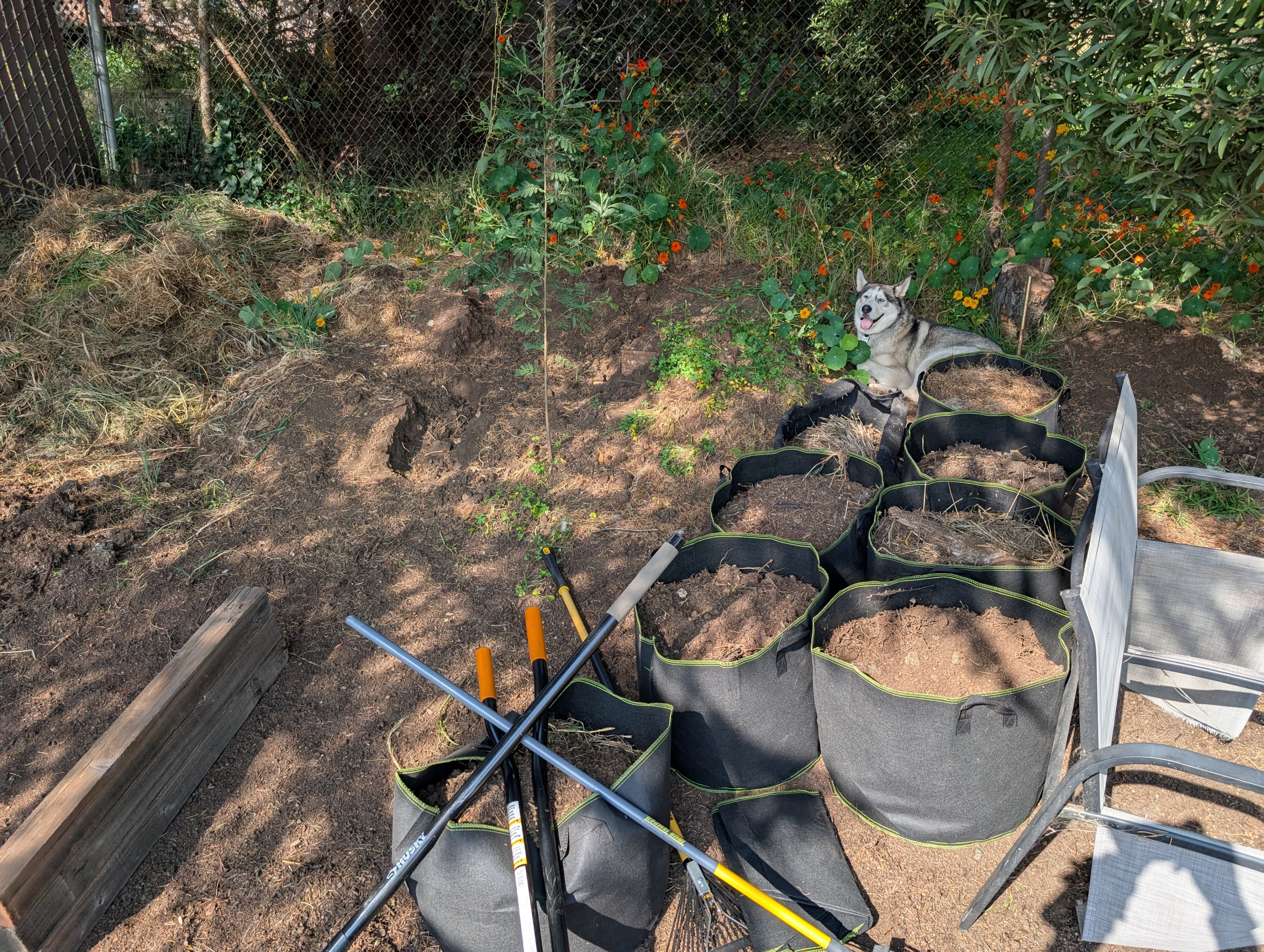 Ruffie resting next to Remi's grave while I collect mixed compost off the top of the garden bed I'm digging.