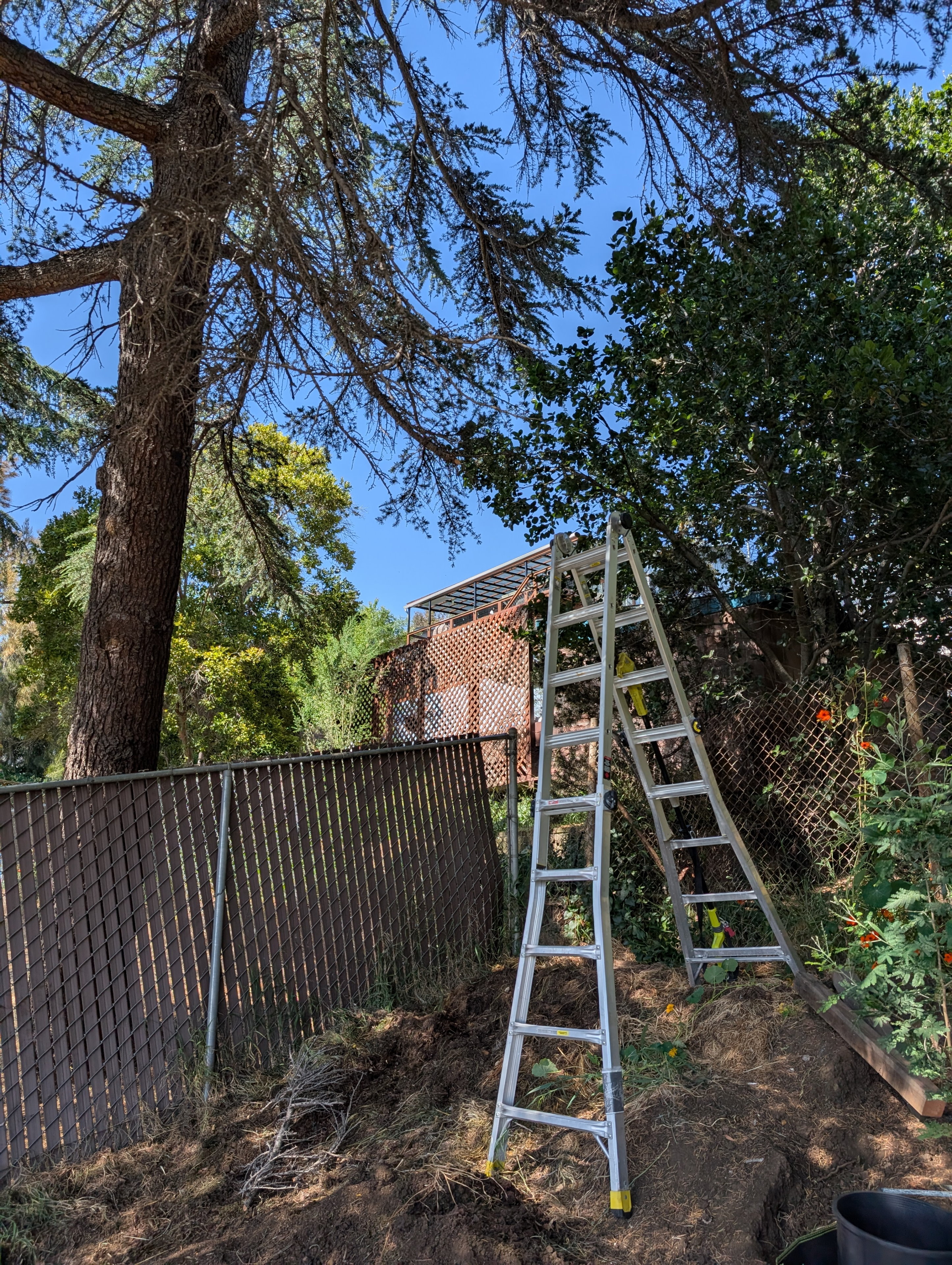 Took the opportunity to trim as much of the dead wood as I could reach with Yizhen's battery powered extensible chain saw on a pole.