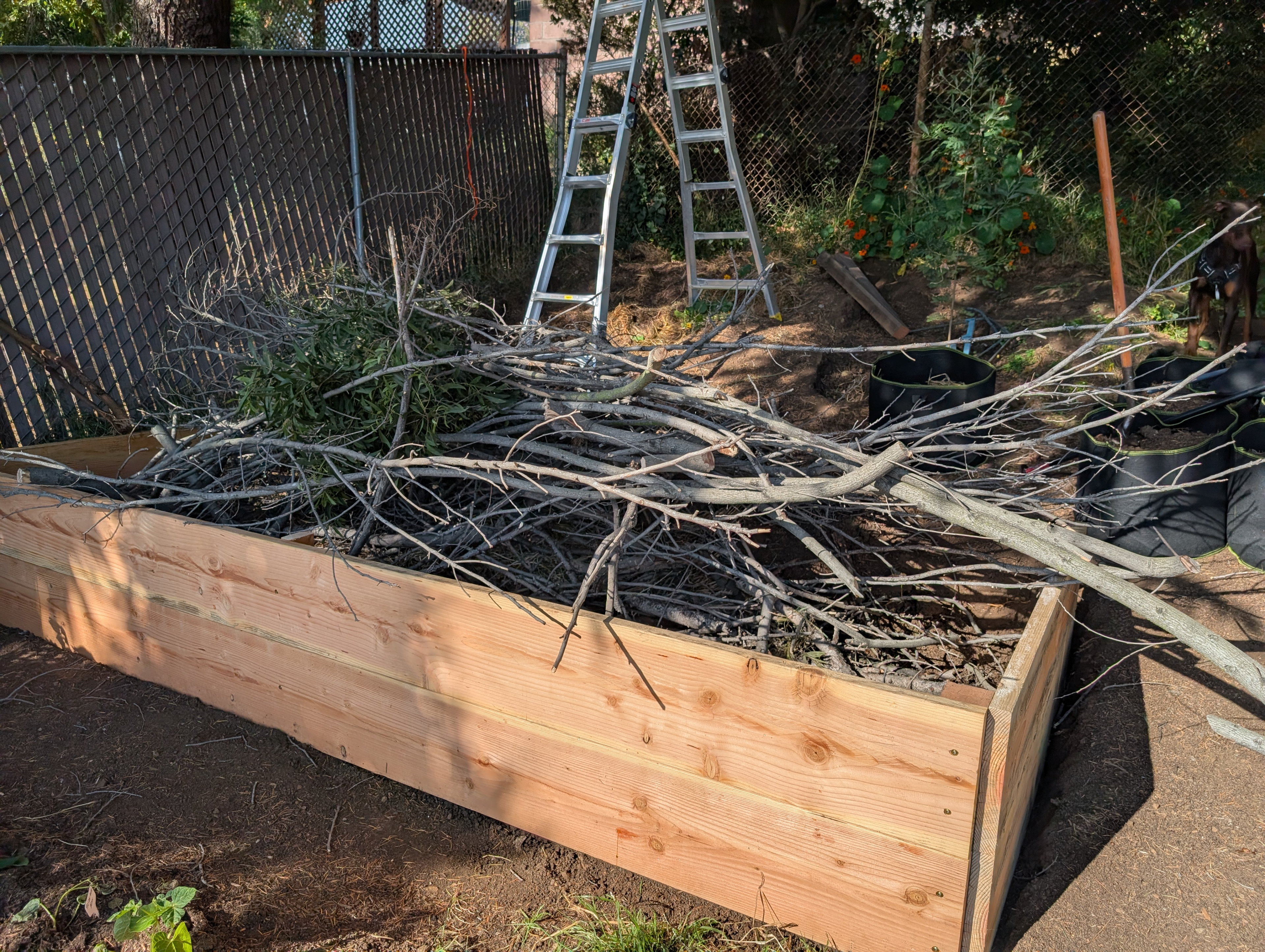 I trimmed a bunch more dead branches from the weedy Acacia melanoxylon trees I've got in my yard, and then used them to fill the base of the raised bed.
