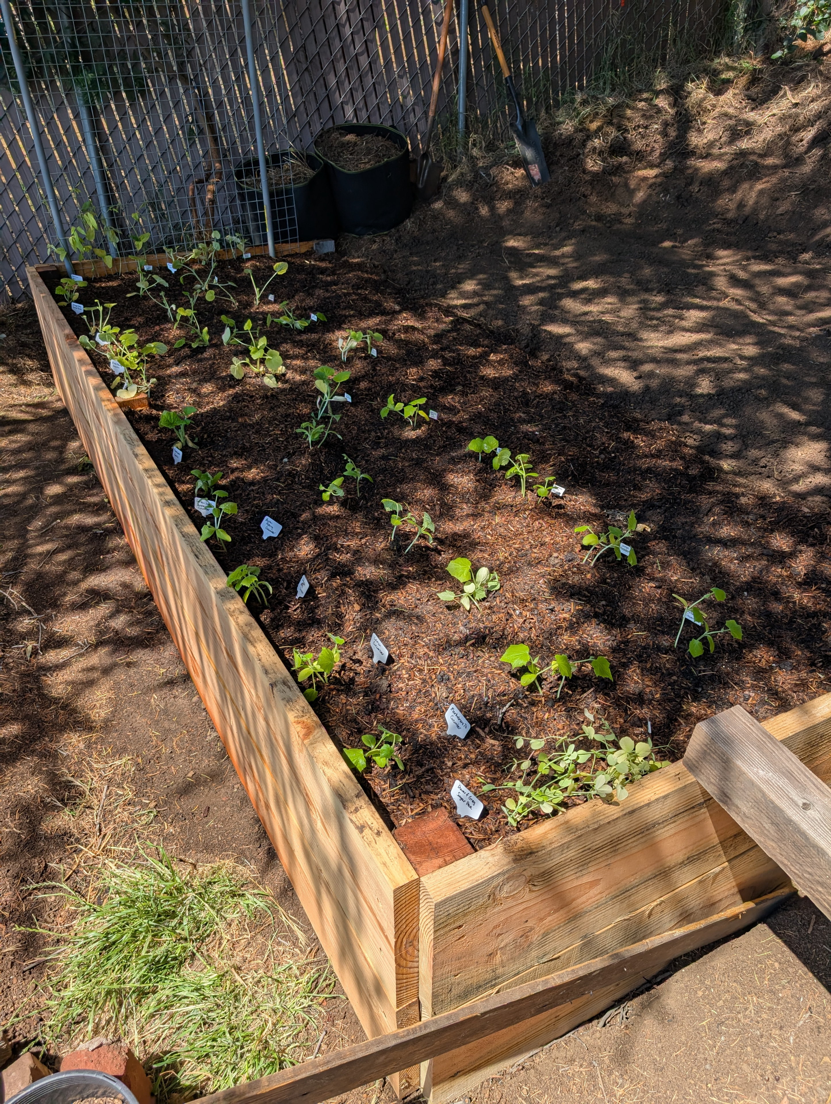 Garden status 2025-05-22: I filled the second garden bed with transplanted cucumbers and zucchinis and some beans.