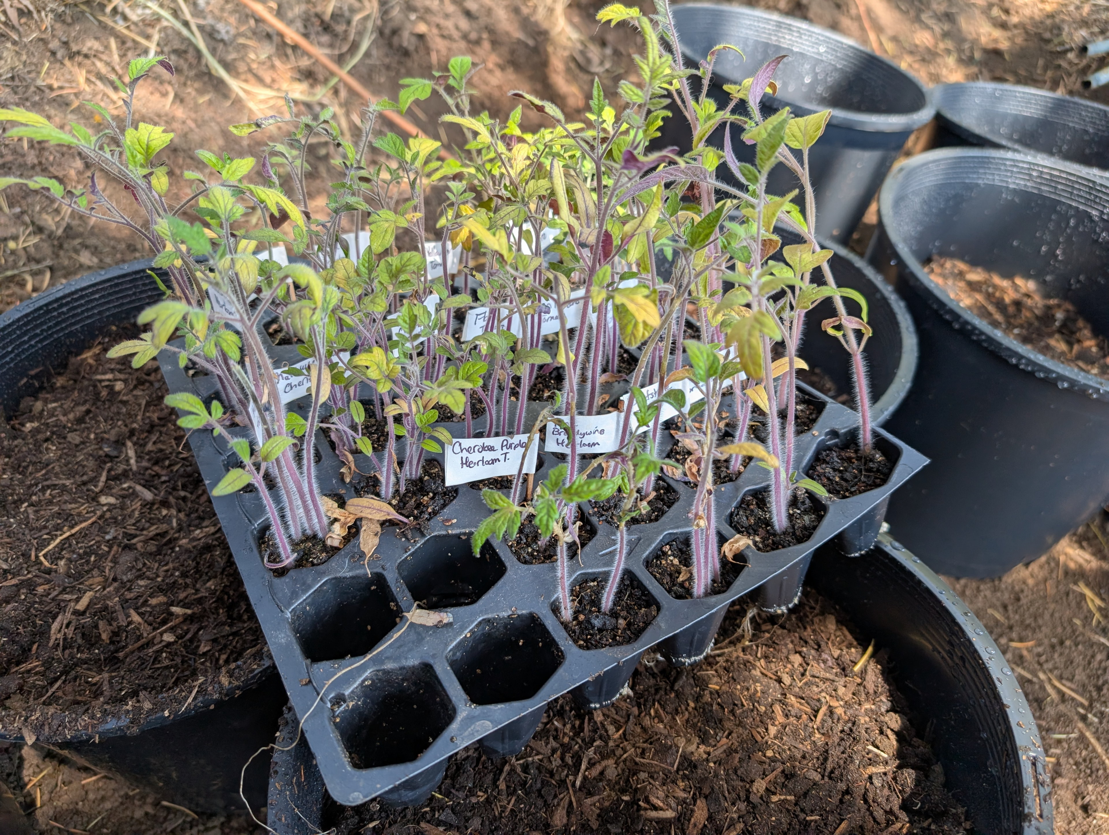 Garden status 2025-05-23: Tomatoes at 41 days.
