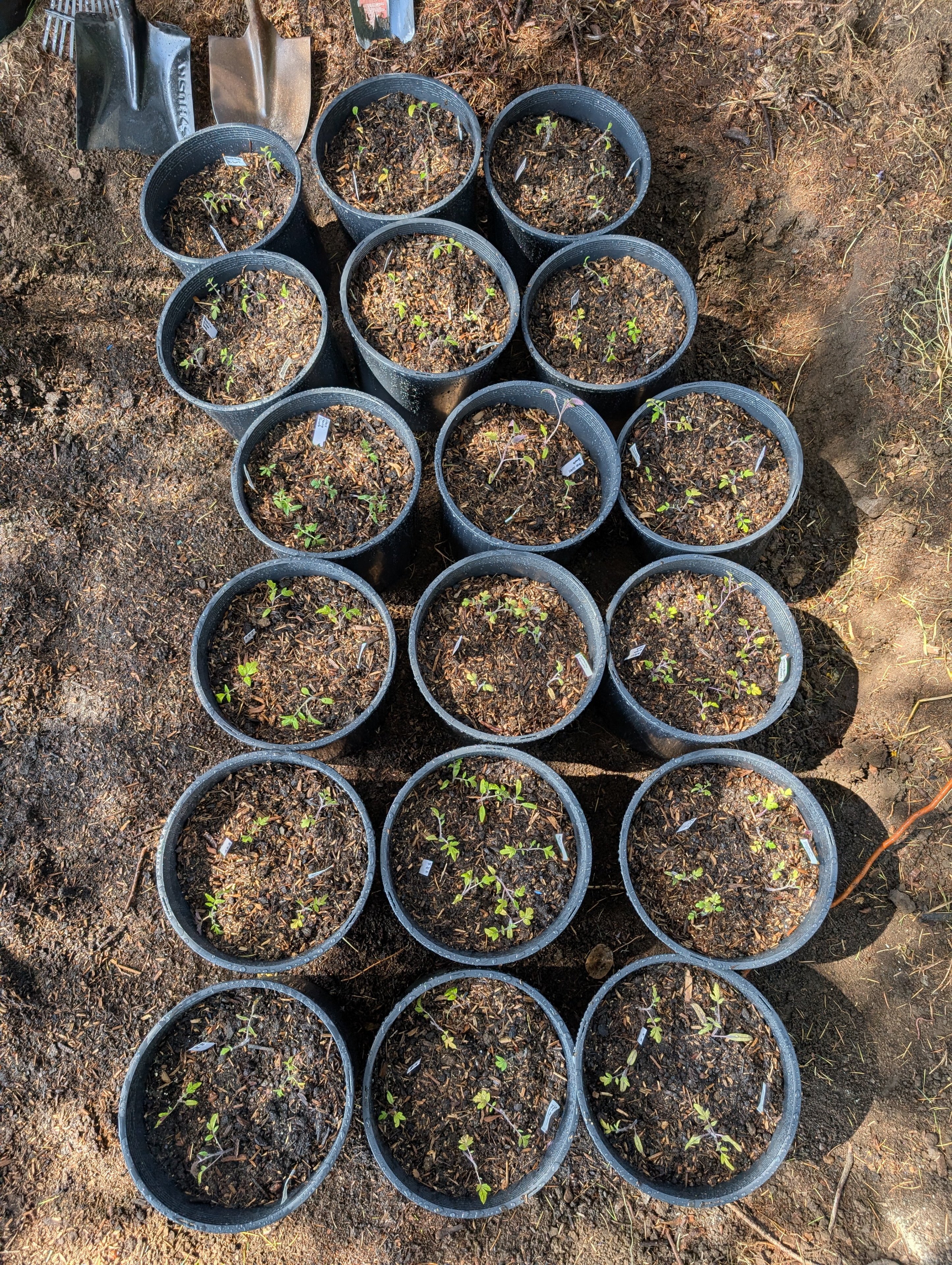 Garden status 2025-05-23: Transplanted 41 day tomatoes to bigger 5 gallon nursery pots.