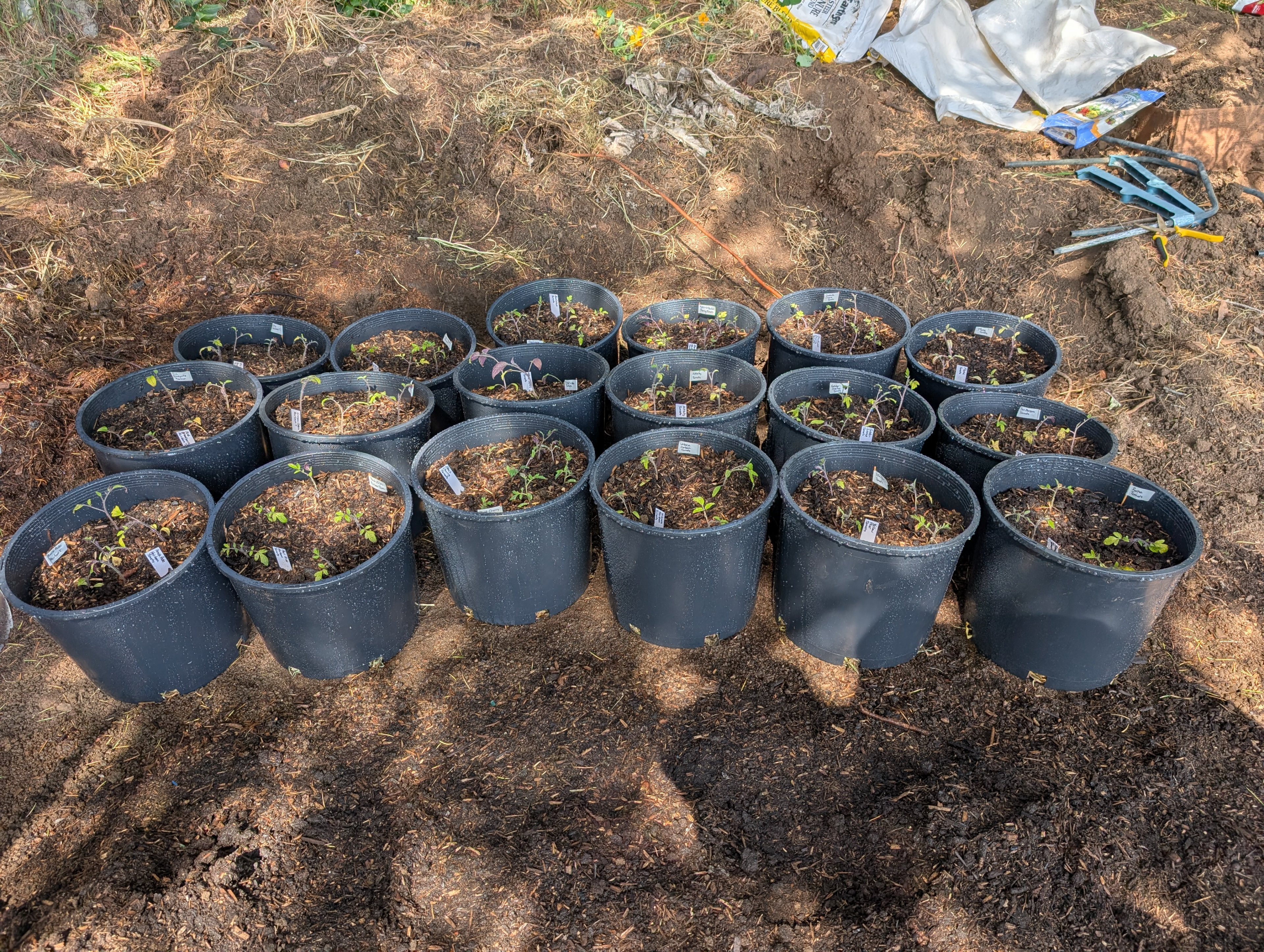 Garden status 2025-05-23: Transplanted 41 day tomatoes to bigger 5 gallon nursery pots.