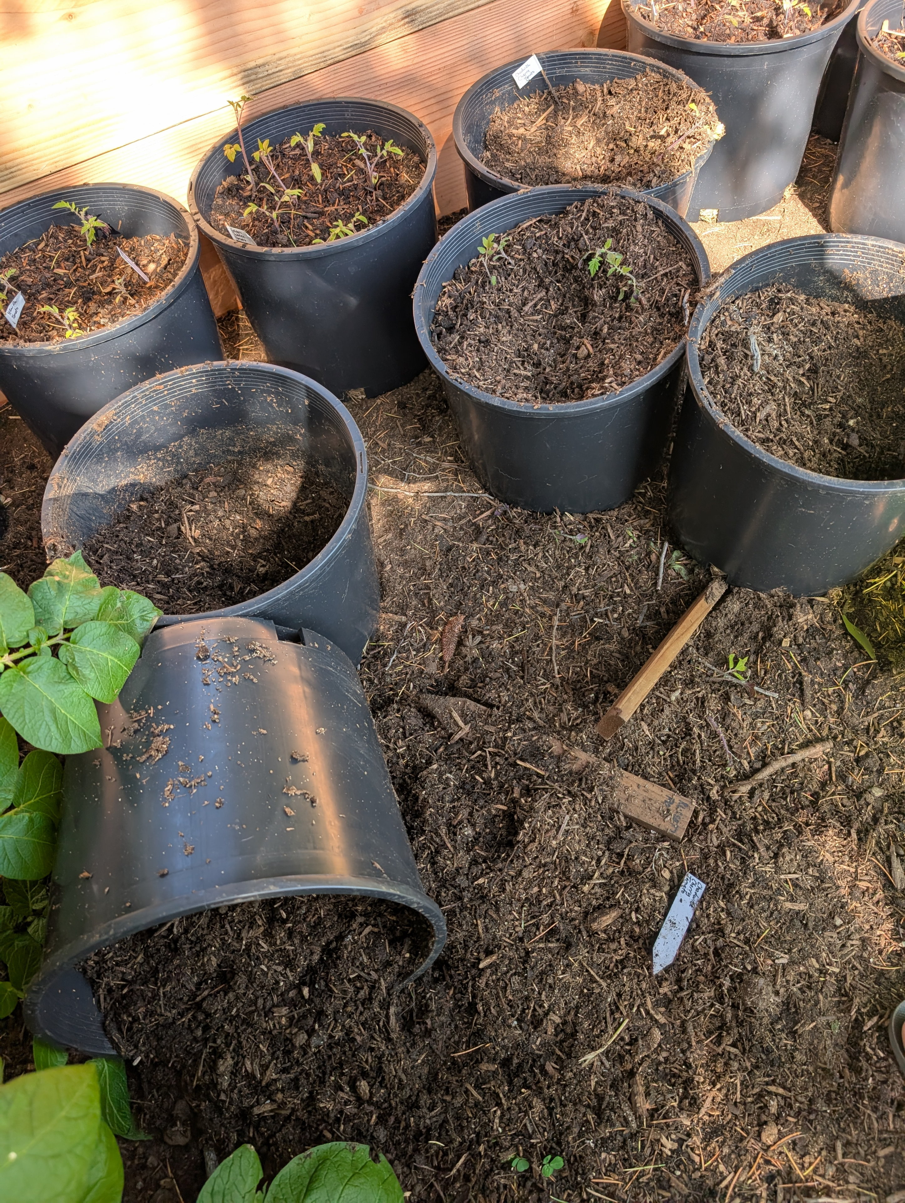 Garden status 2025-05-24: Discovered the dogs love to dig in the tomatoes.
