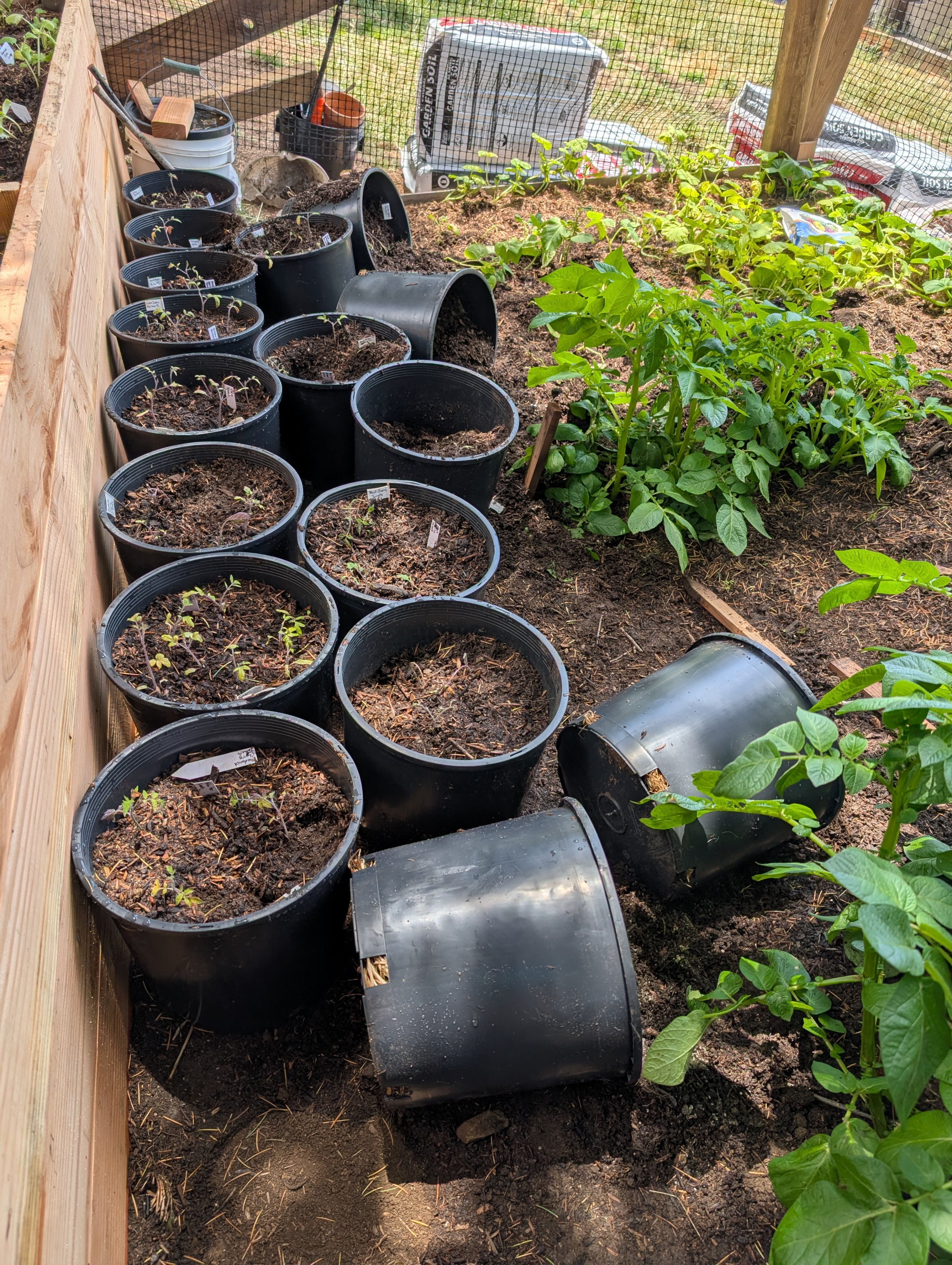 Garden status 2025-05-25: The next day, the dogs dug in the tomatoes again. A bunch of my seedlings were strewn about, so now I don't know which ones are which.