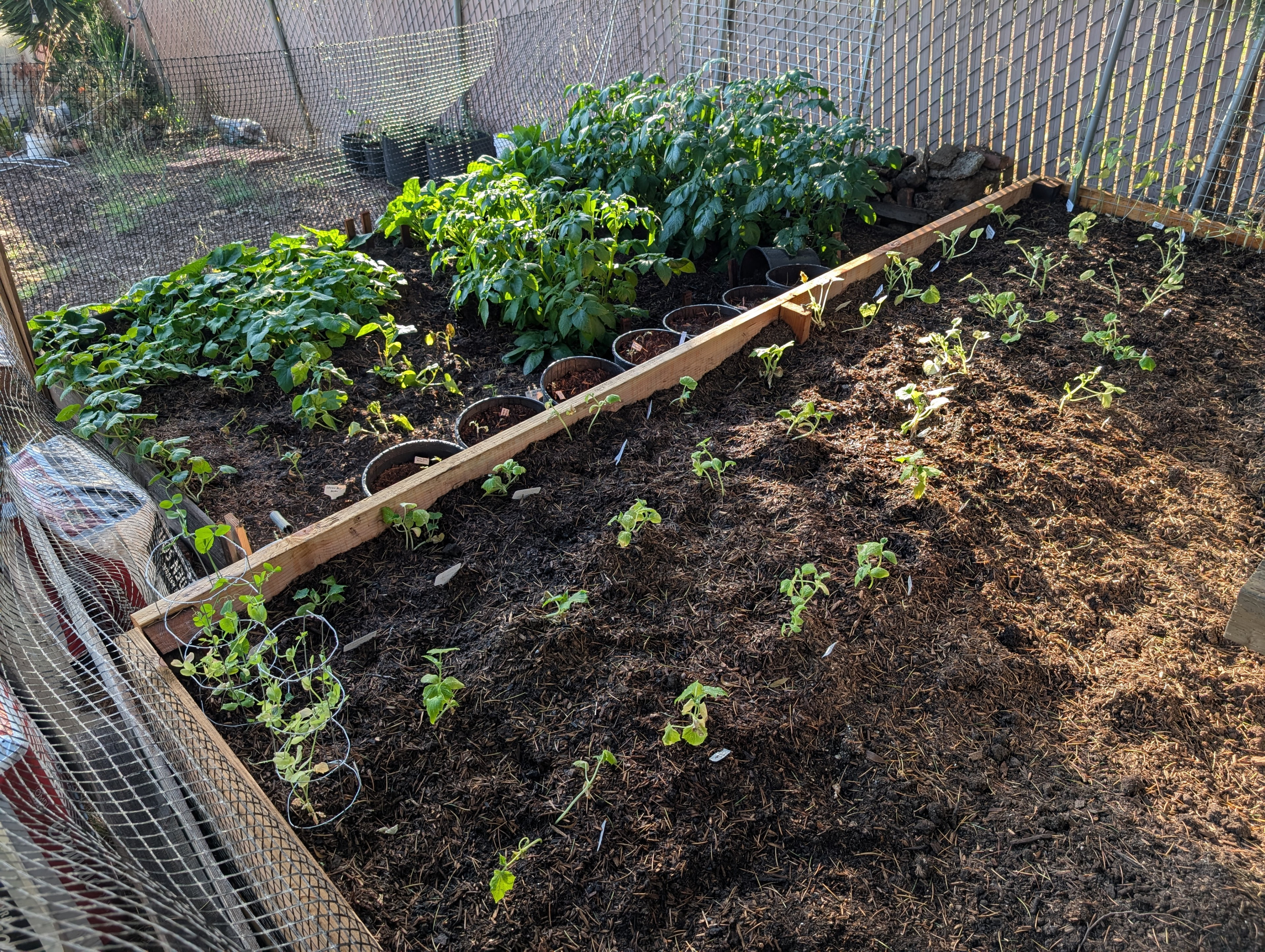 Garden status 2025-05-31