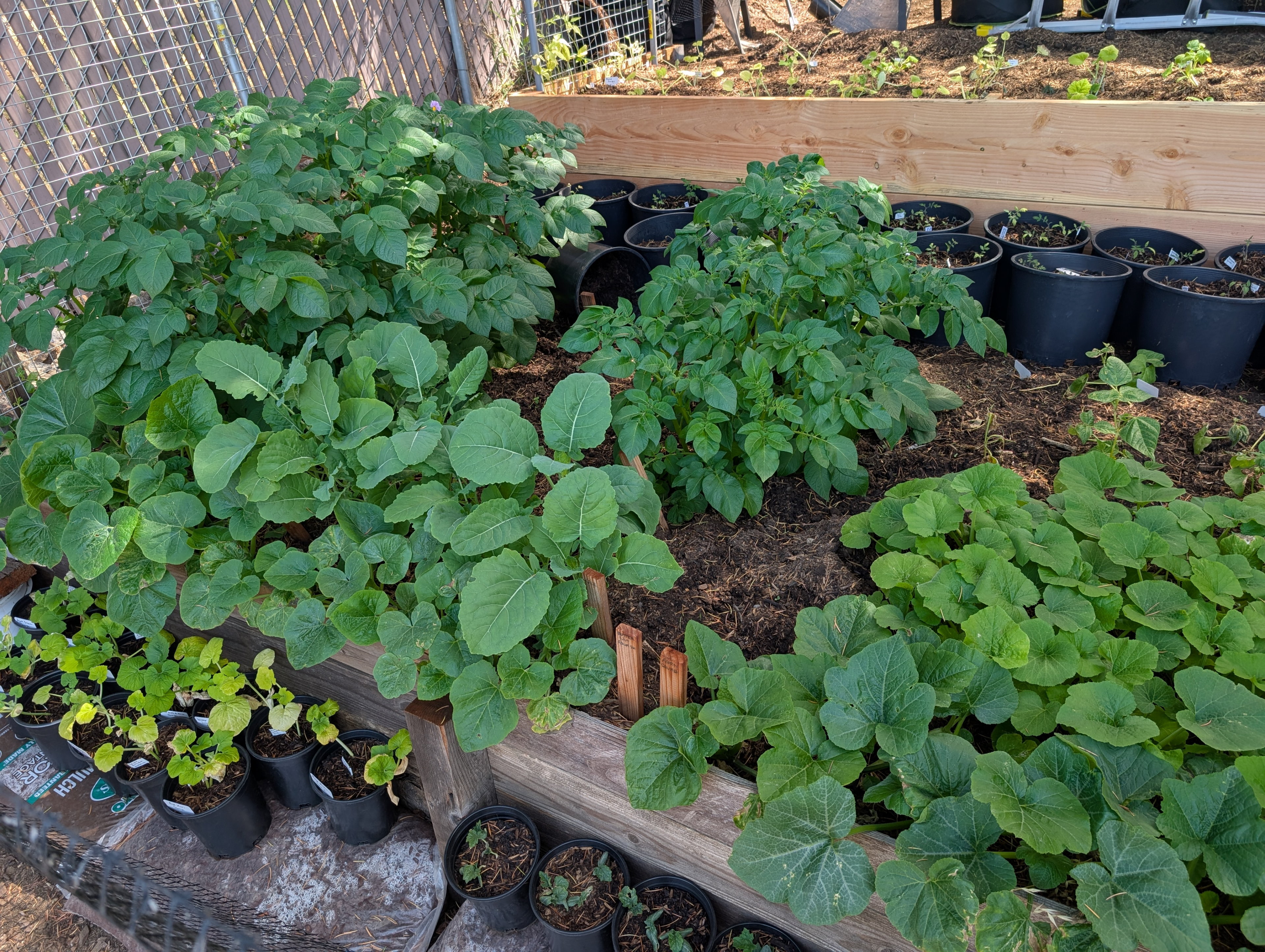 Garden status 2025-06-01