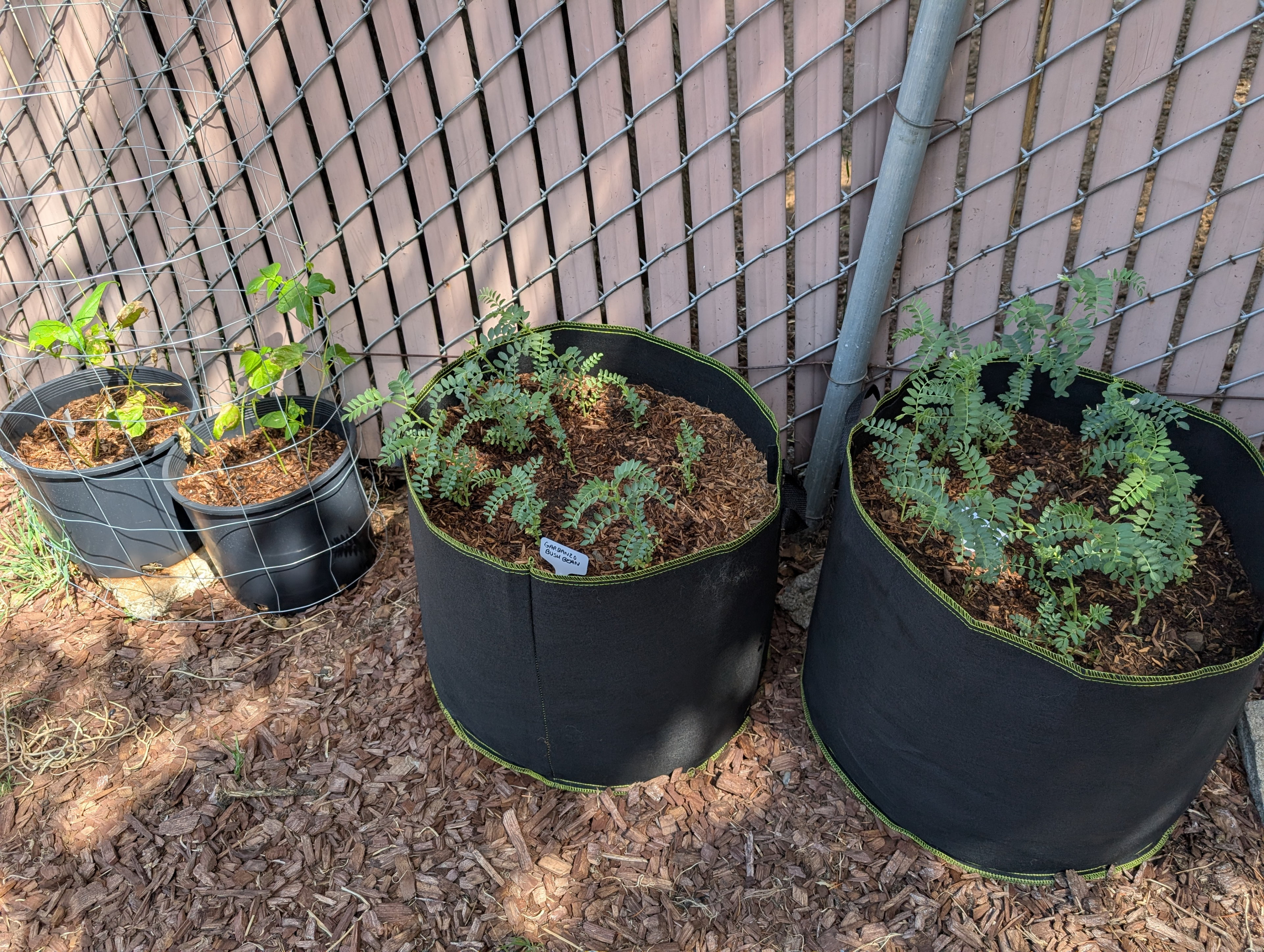 Garden status 2025-06-01