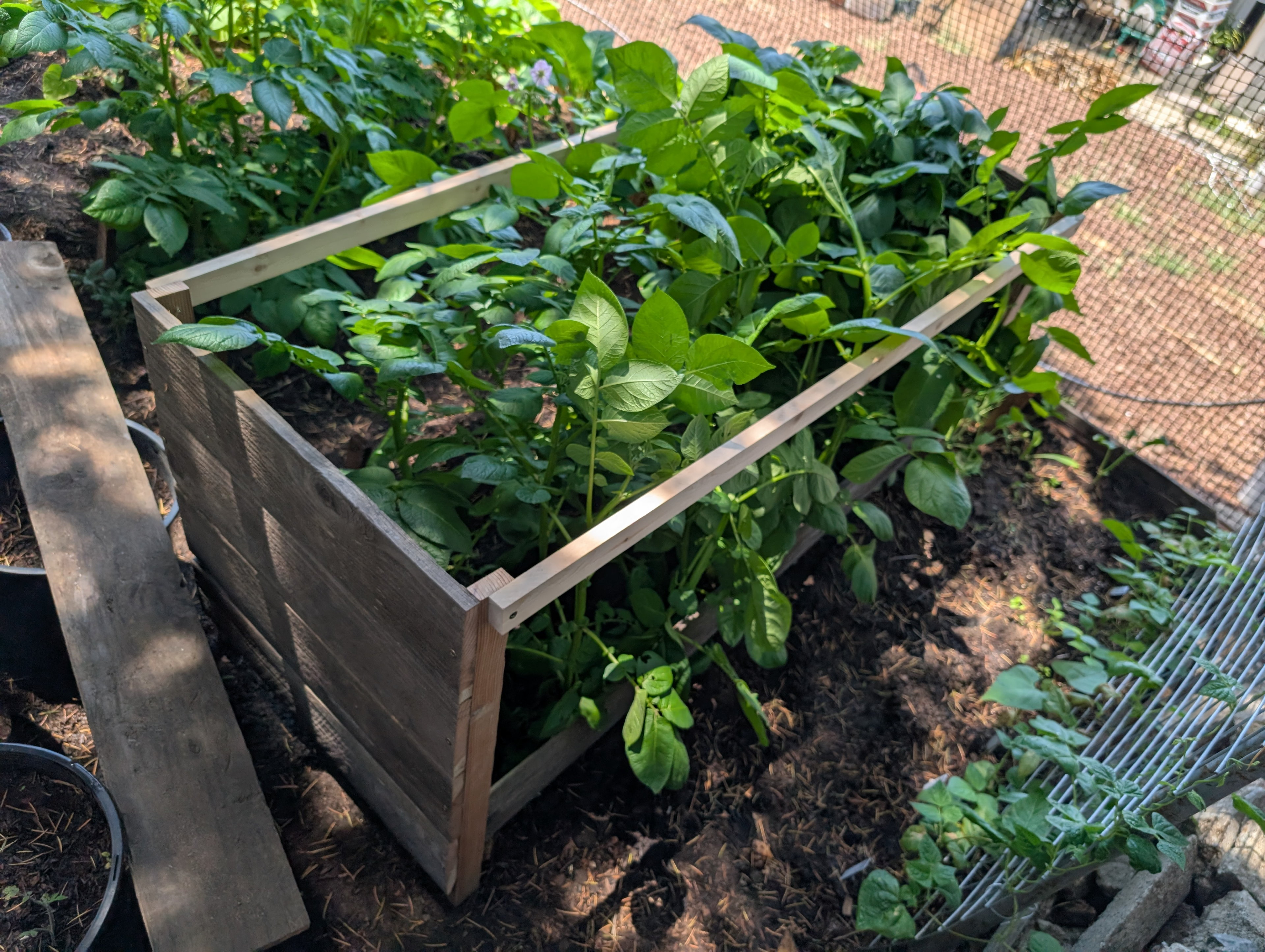 Garden status 2025-06-02: I built a small enclosure for the potatoes so I could try to add more soil as they grow and see if it causes them to make more potatoes.
