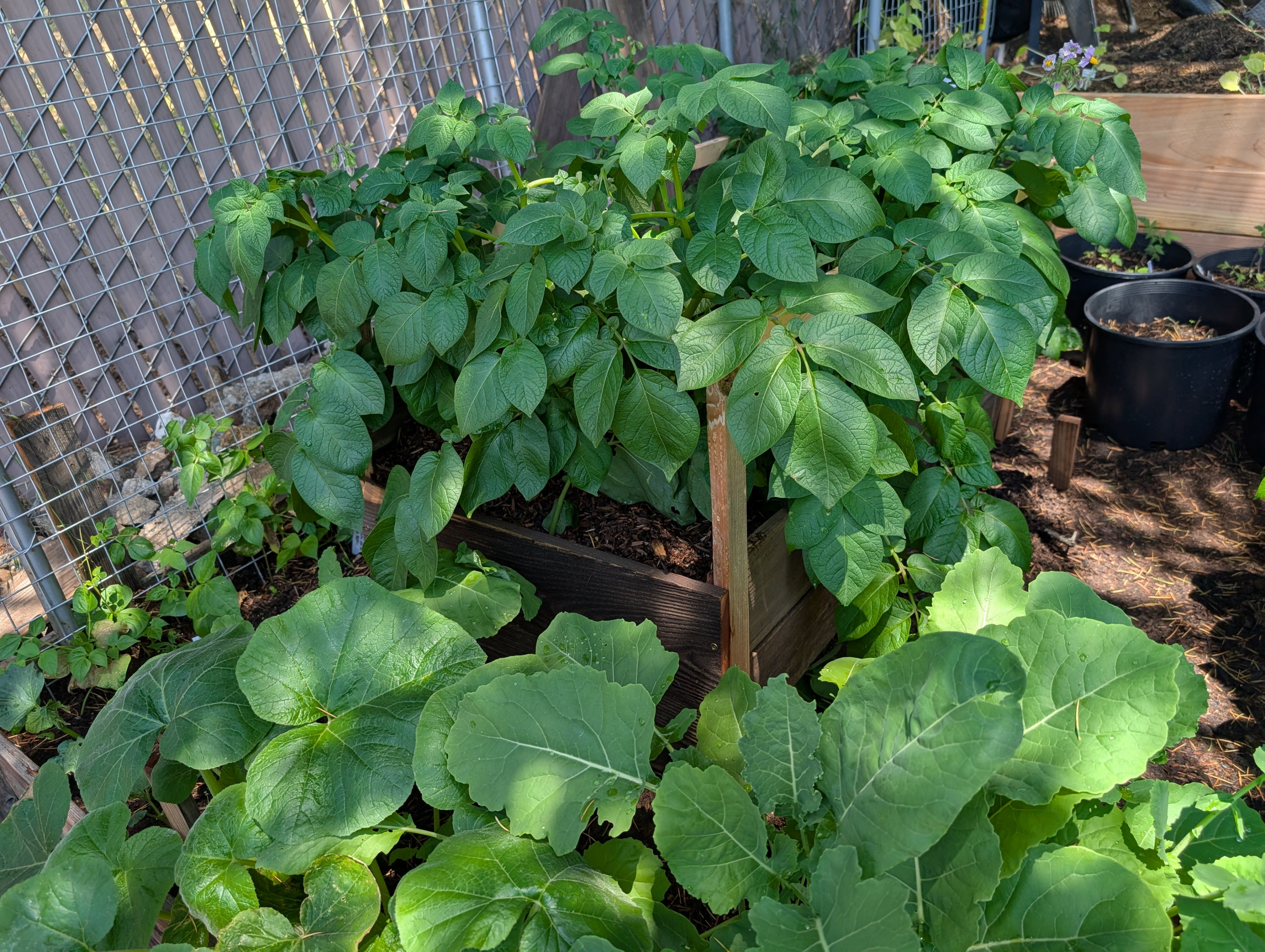 Garden status 2025-06-03