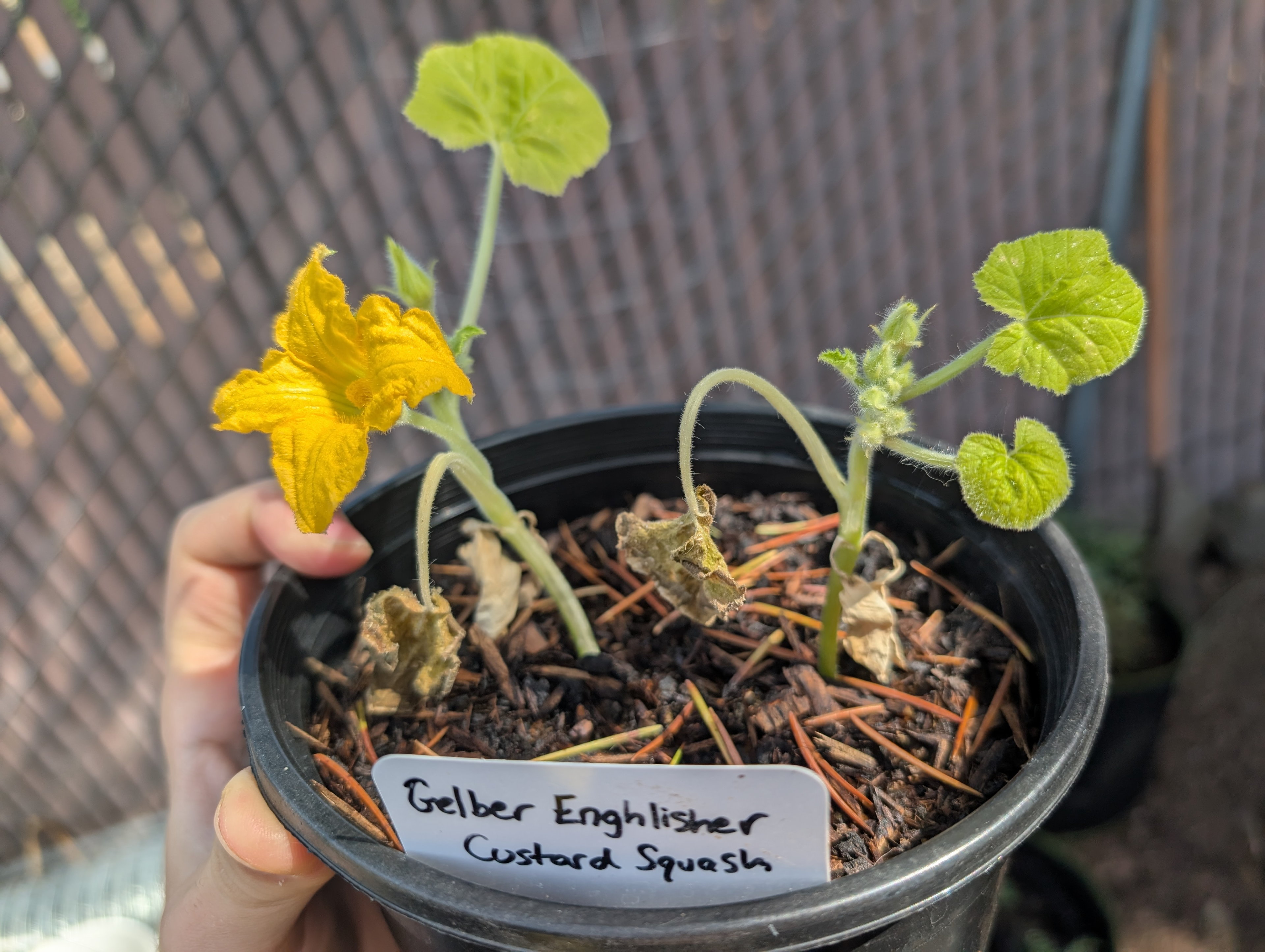 Garden status 2025-06-14
