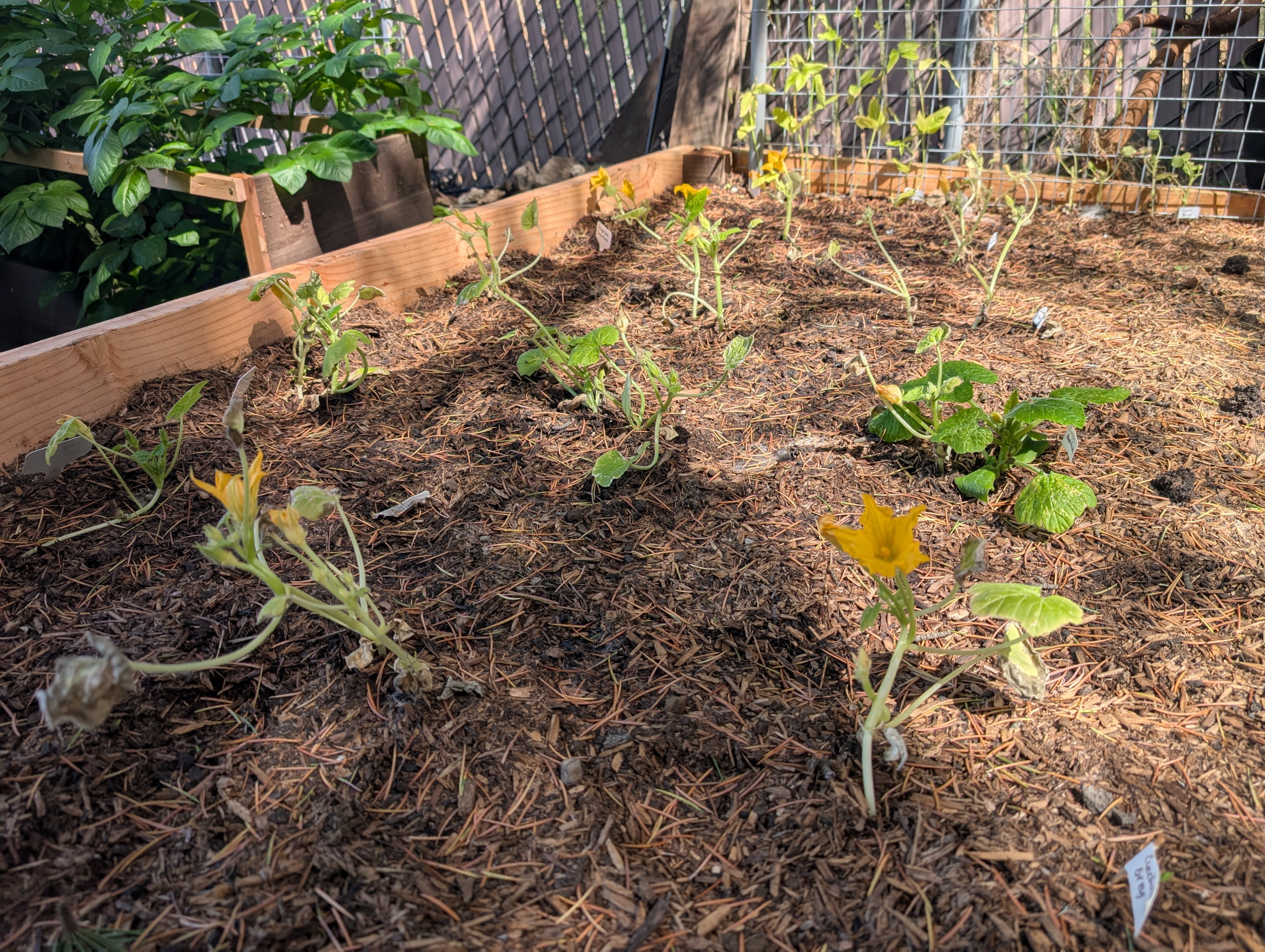 Garden status 2025-06-14
