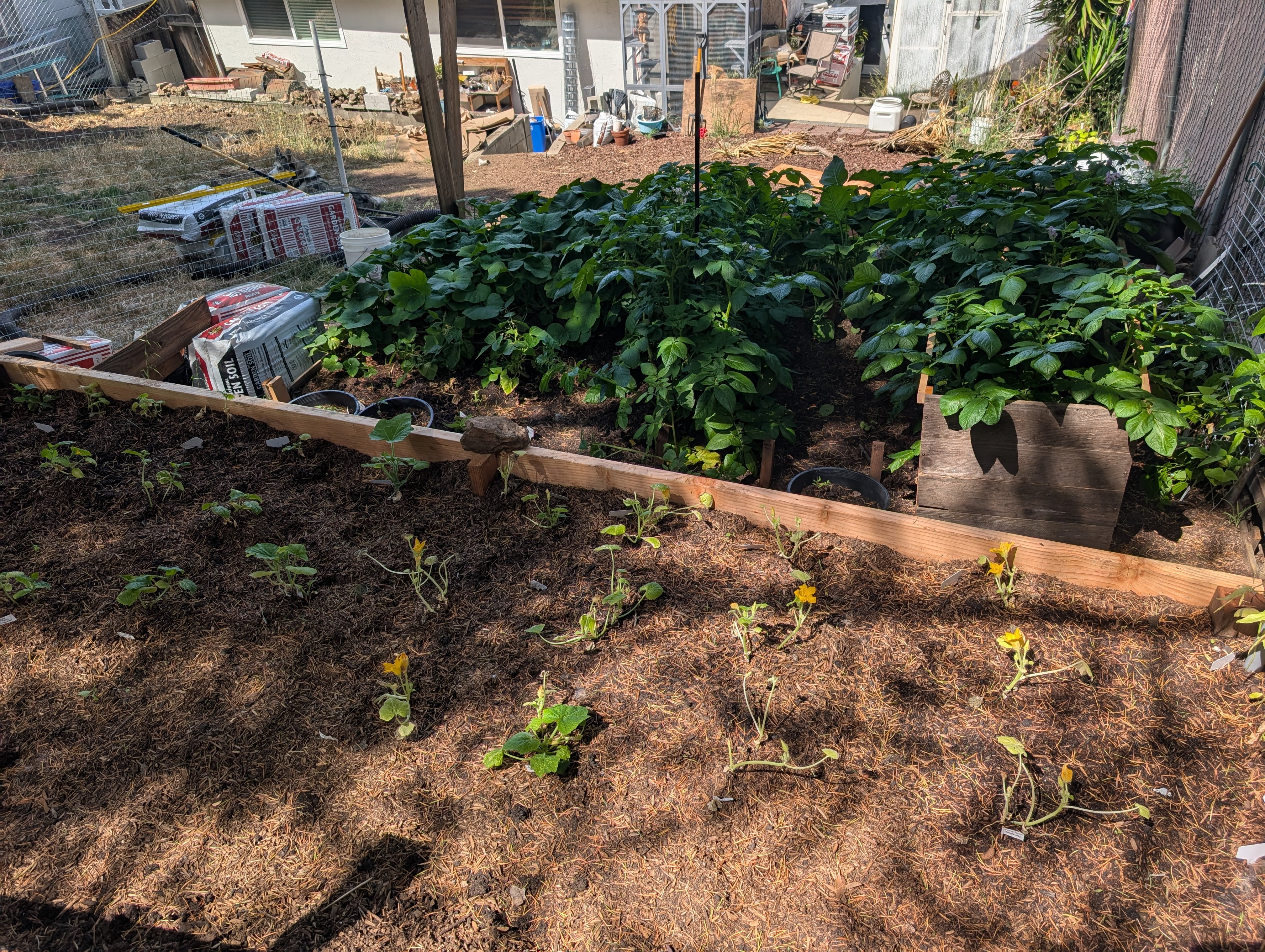 Garden status 2025-06-14