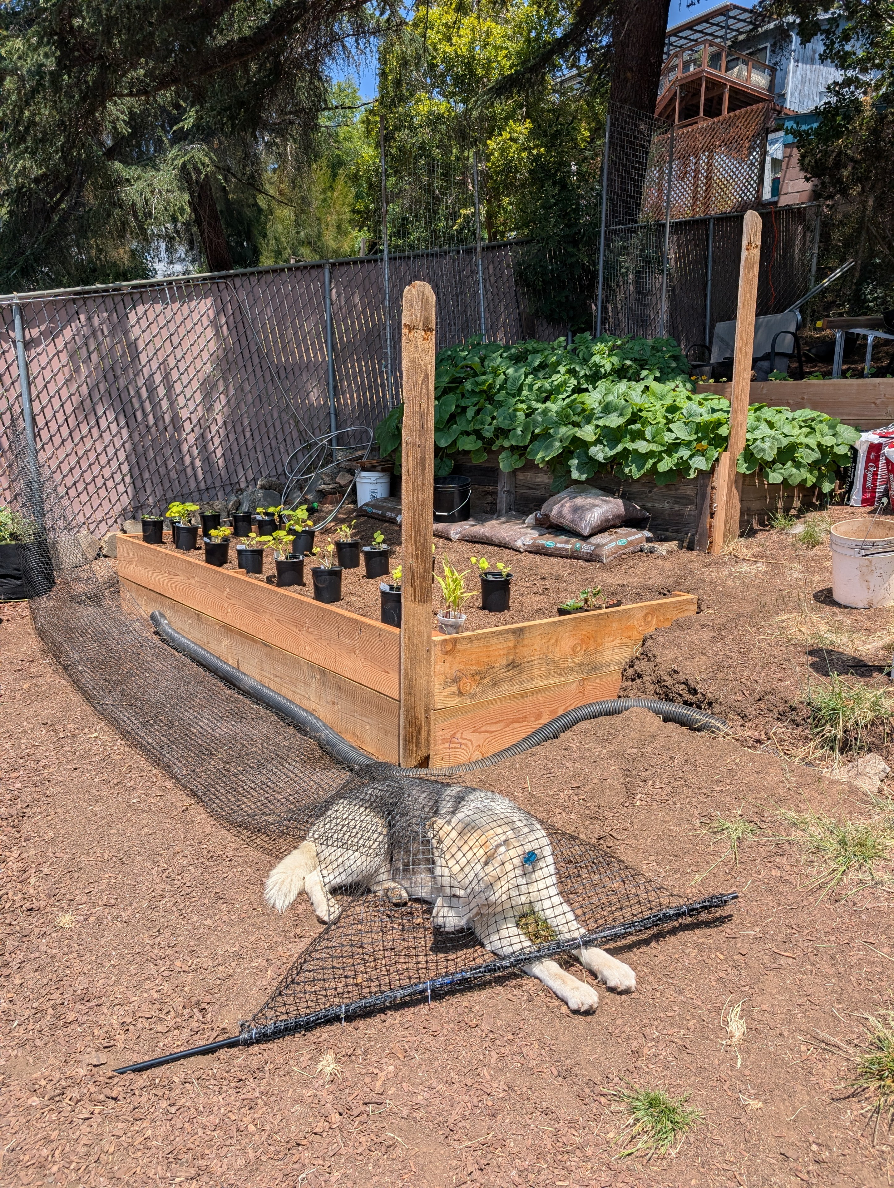 Garden status 2025-06-16: The fence fell on Sky, but I guess he didn't mind.