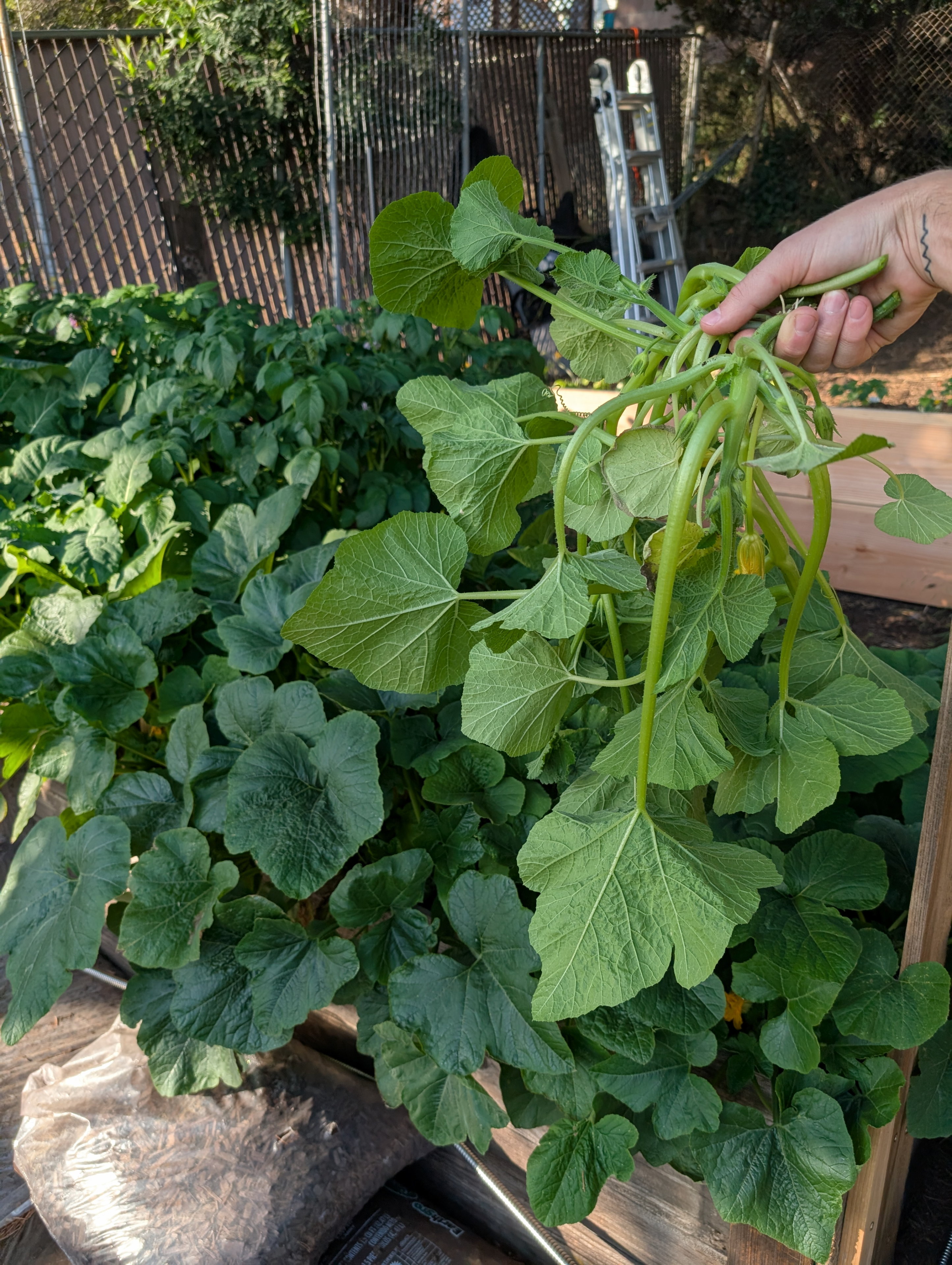 Garden status 2025-06-16: Beginning to cut some squash leaves to cook and add to salads.