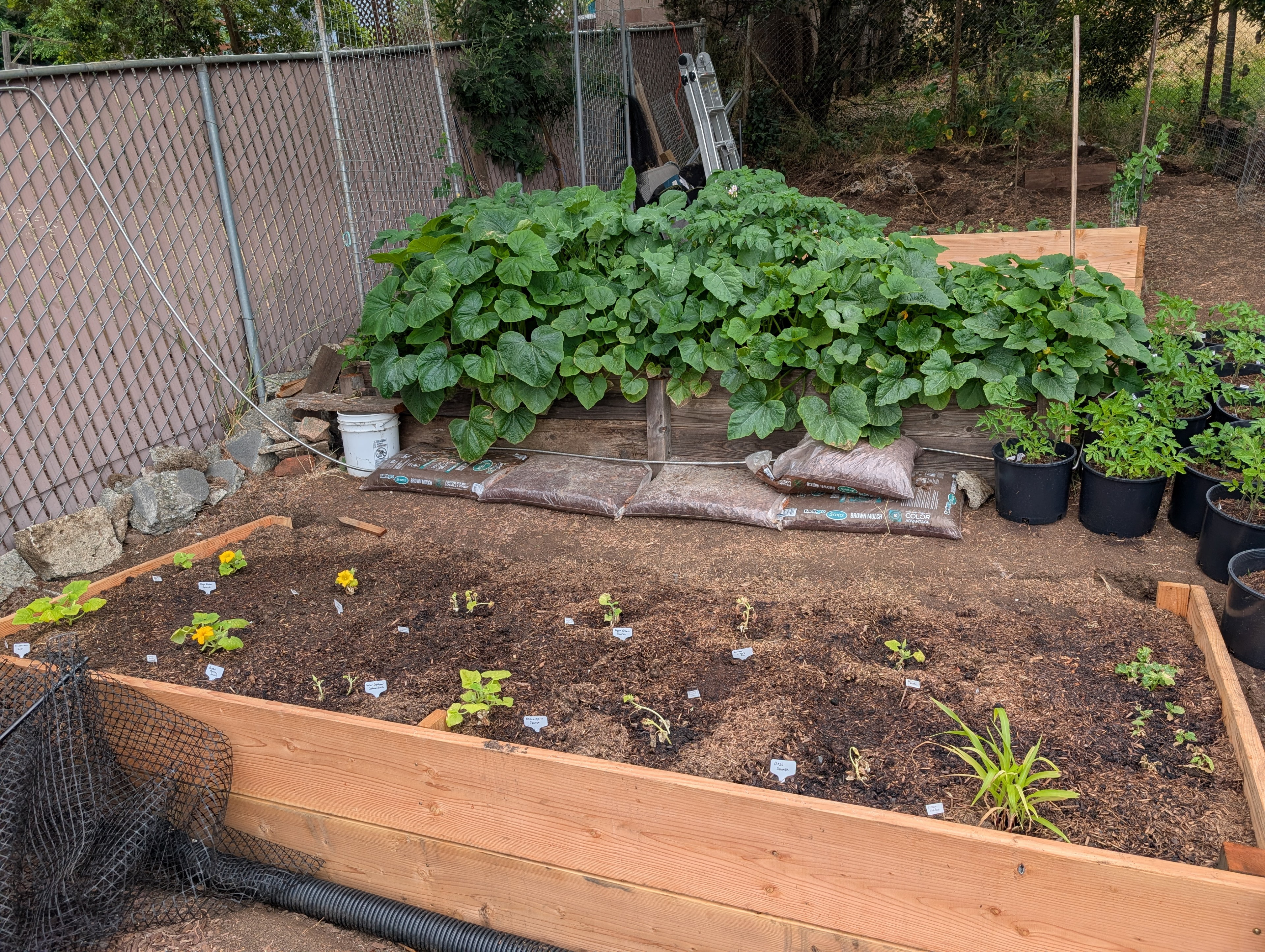 Garden status 2025-06-26: Transplanted the squash into their final growing spots. Probably too tight, but we'll see.