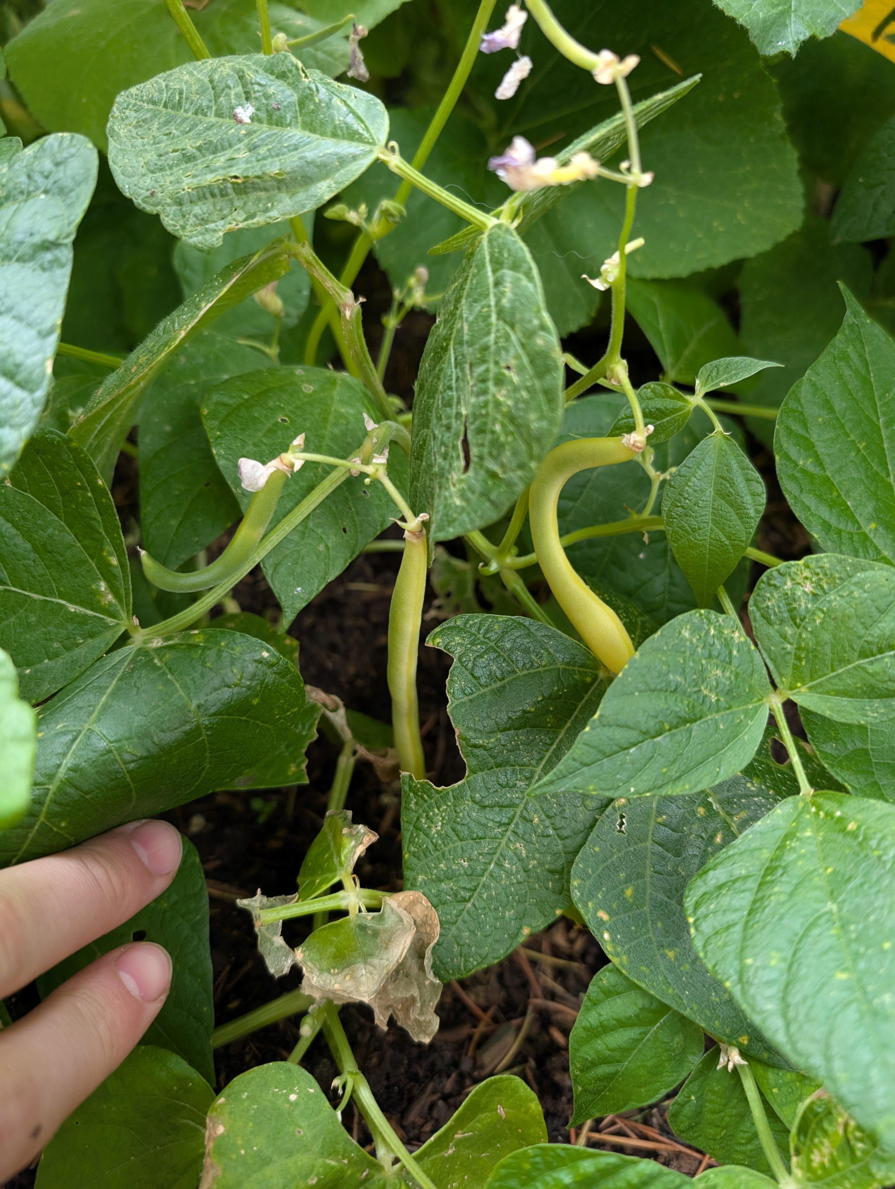 Garden status 2025-06-26: First beans.