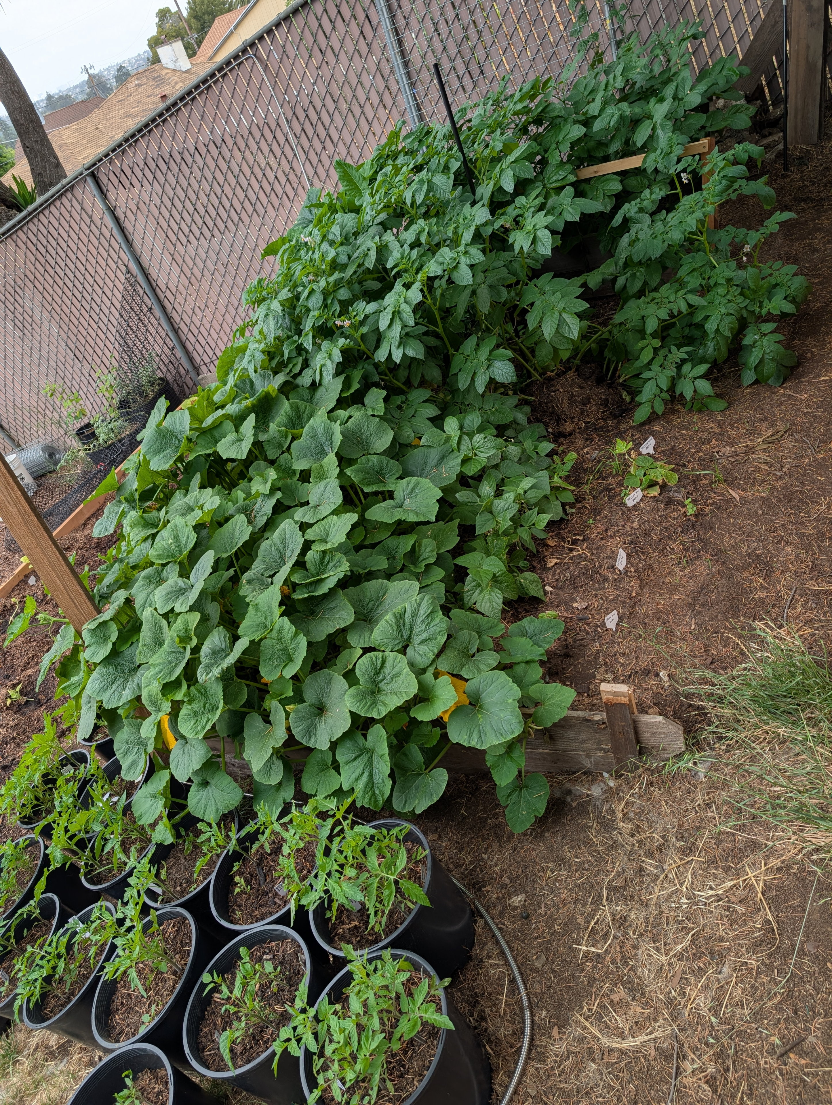 Garden status 2025-06-26: The pumpkins that I didn't intend to grow out and that seemed to be doing so poorly finally took off.
