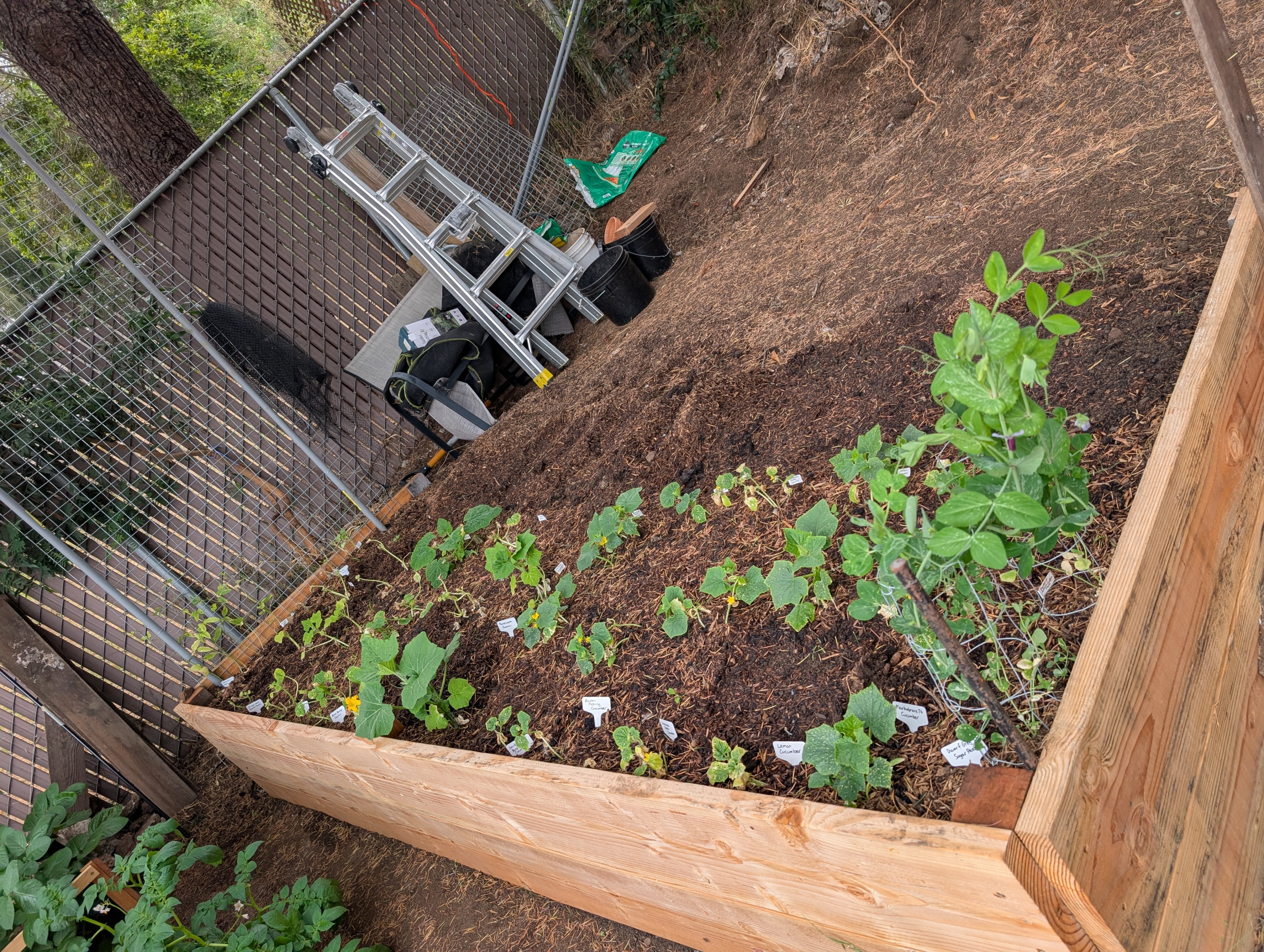 Garden status 2025-06-26: Cucumbers and zucchinis are growing but very slowly. I don't think there's enough light this high up the hill.