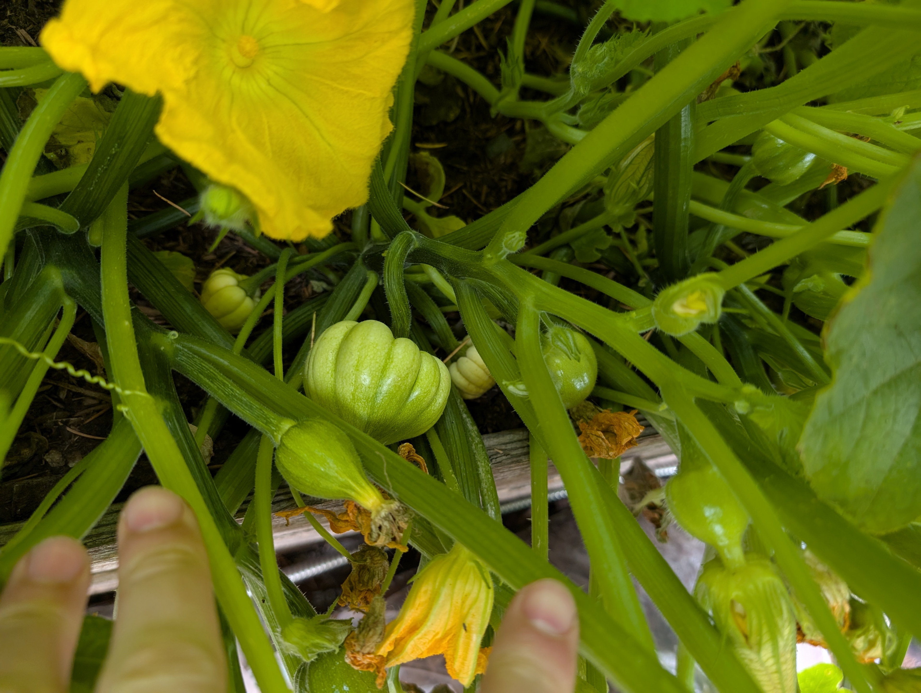 Garden status 2025-06-26: First acorn squash! So cute!
