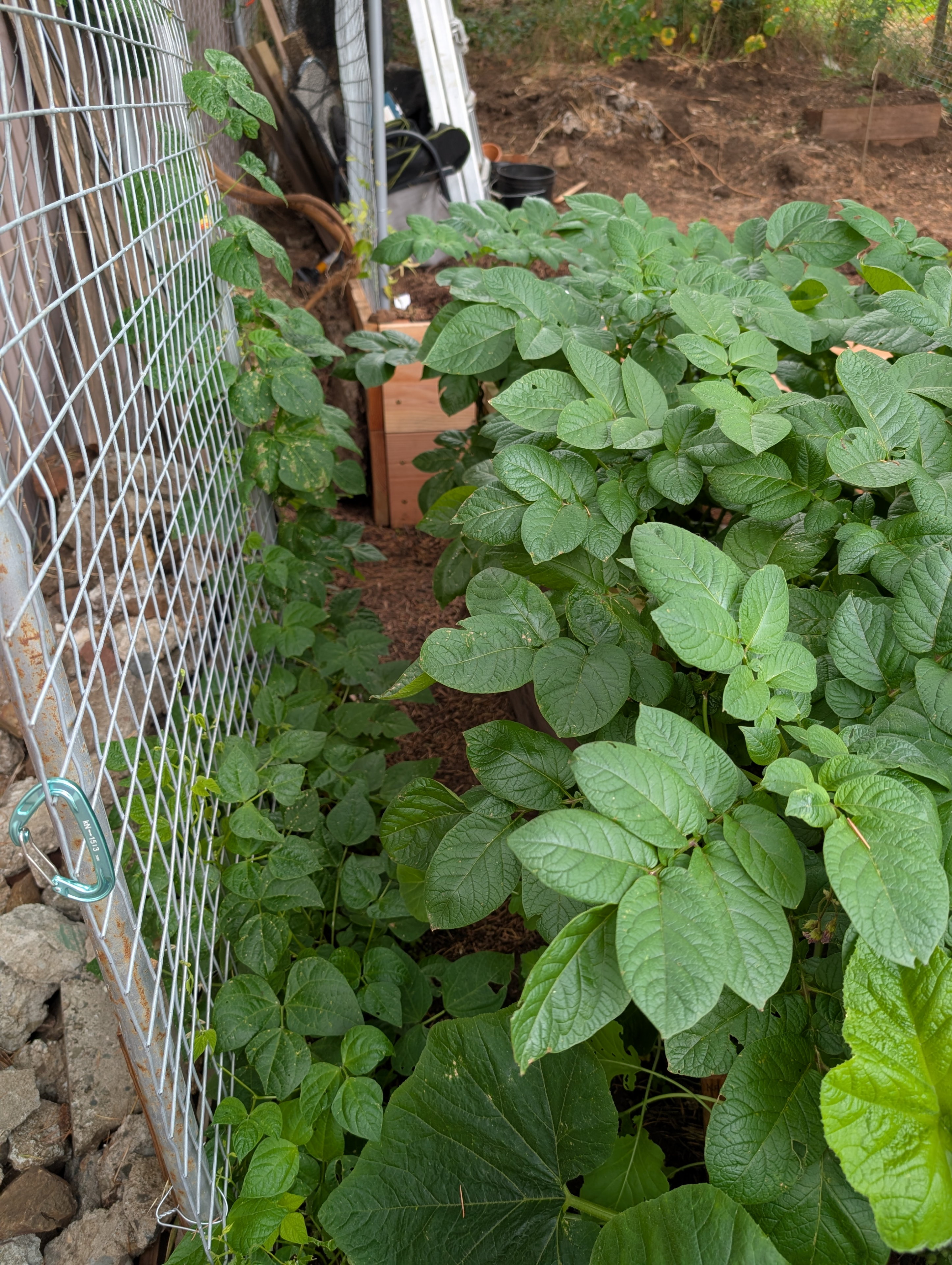 Garden status 2025-06-26: The beans are kind of crappy looking and barely growing up the thing I made.