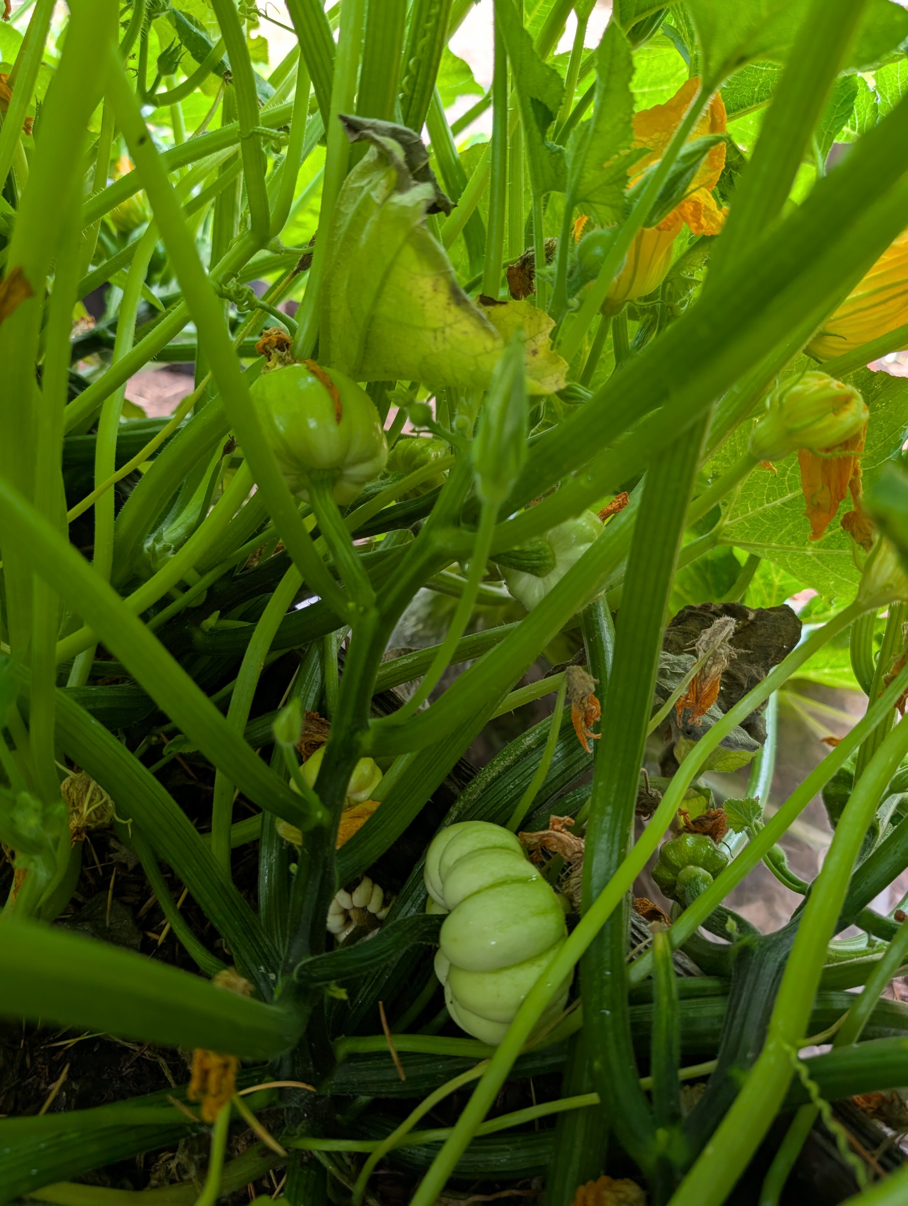 Garden status 2025-07-03