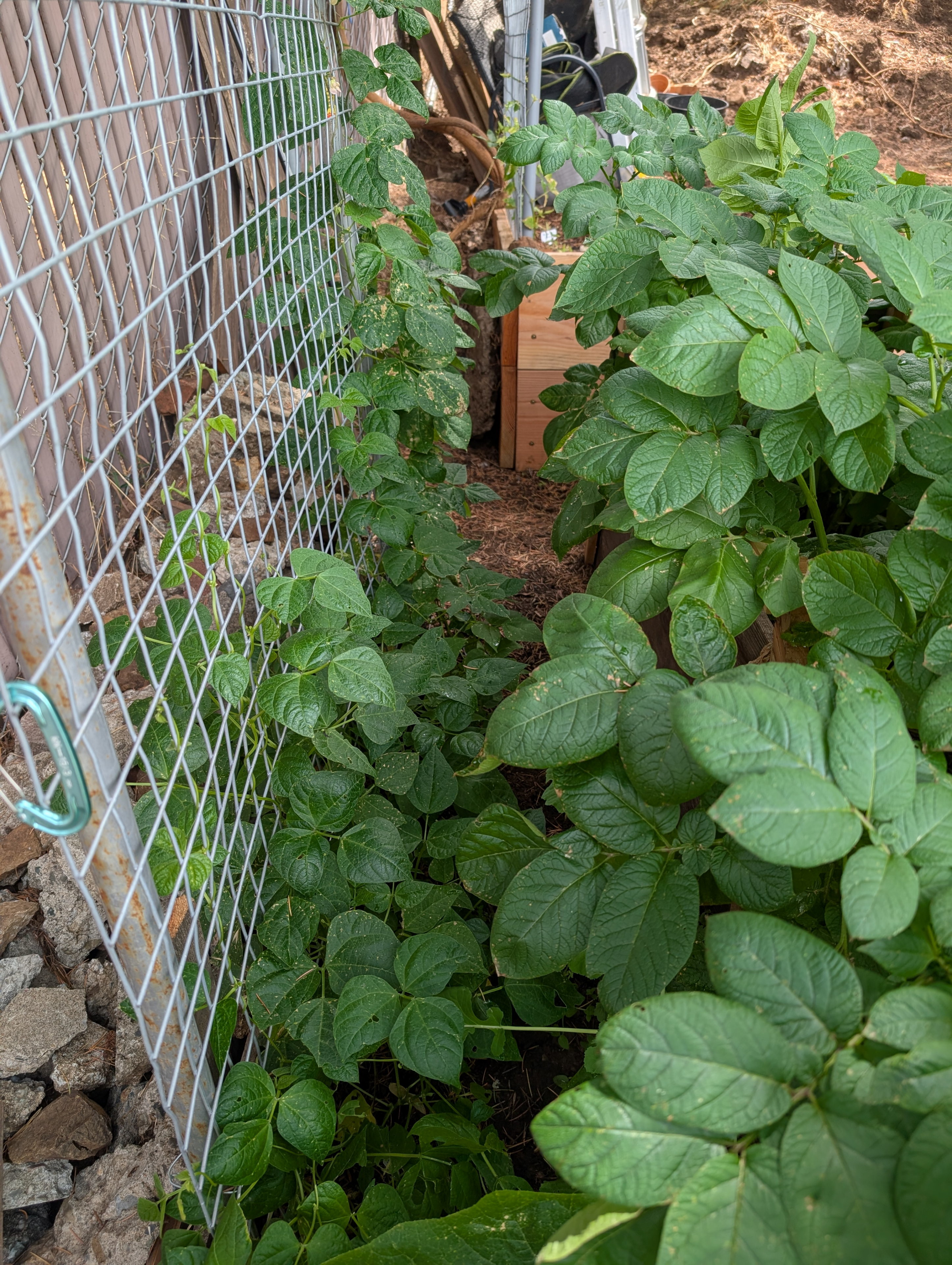 Garden status 2025-07-03